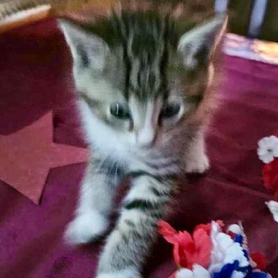 Enlarge Button, a ADOPTABLE Domestic Short Hair in Gastonia, NC image 3/3