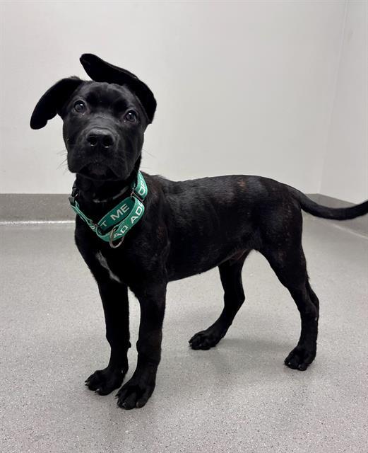DUTCH CRUNCH, Adoptable, Puppy Male Mastiff & Labrador Retriever.
