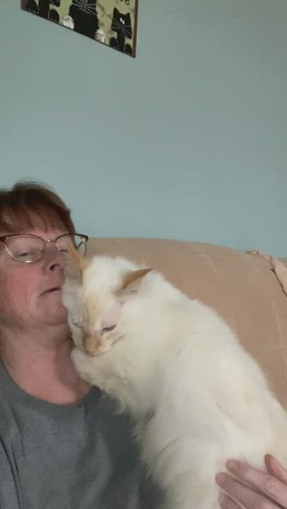 Enlarge Pooka, a Adopted Domestic Long Hair in Unionville, MO video 4/7