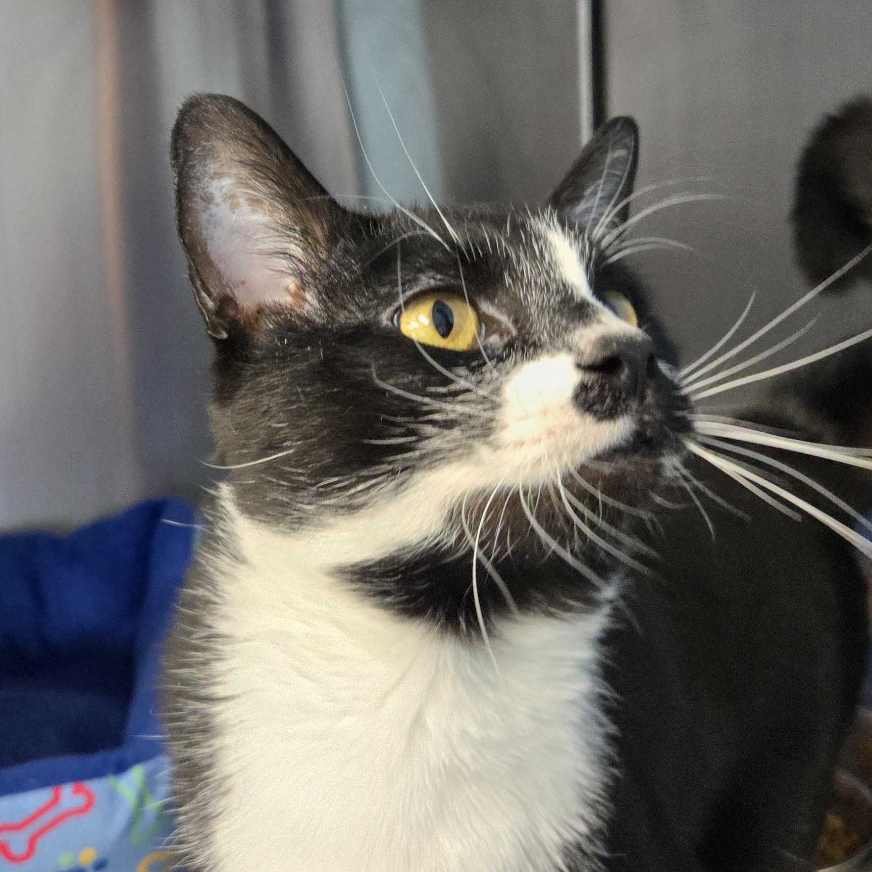 Enlarge Rango, a Adoptable Domestic Short Hair in Tyner, NC image 2/2