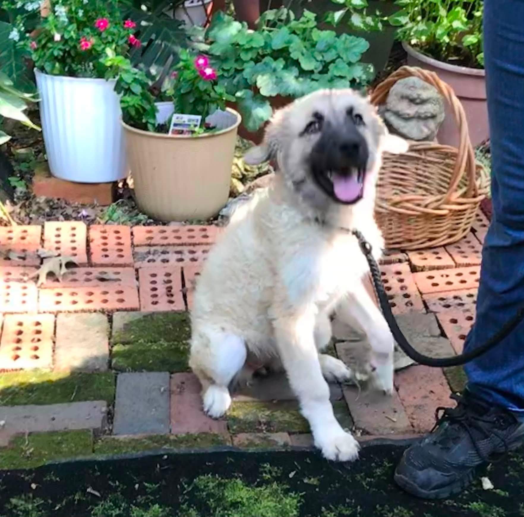 Enlarge Ivy, a ADOPTABLE mixed breed in Olive Branch, MS image 4/6