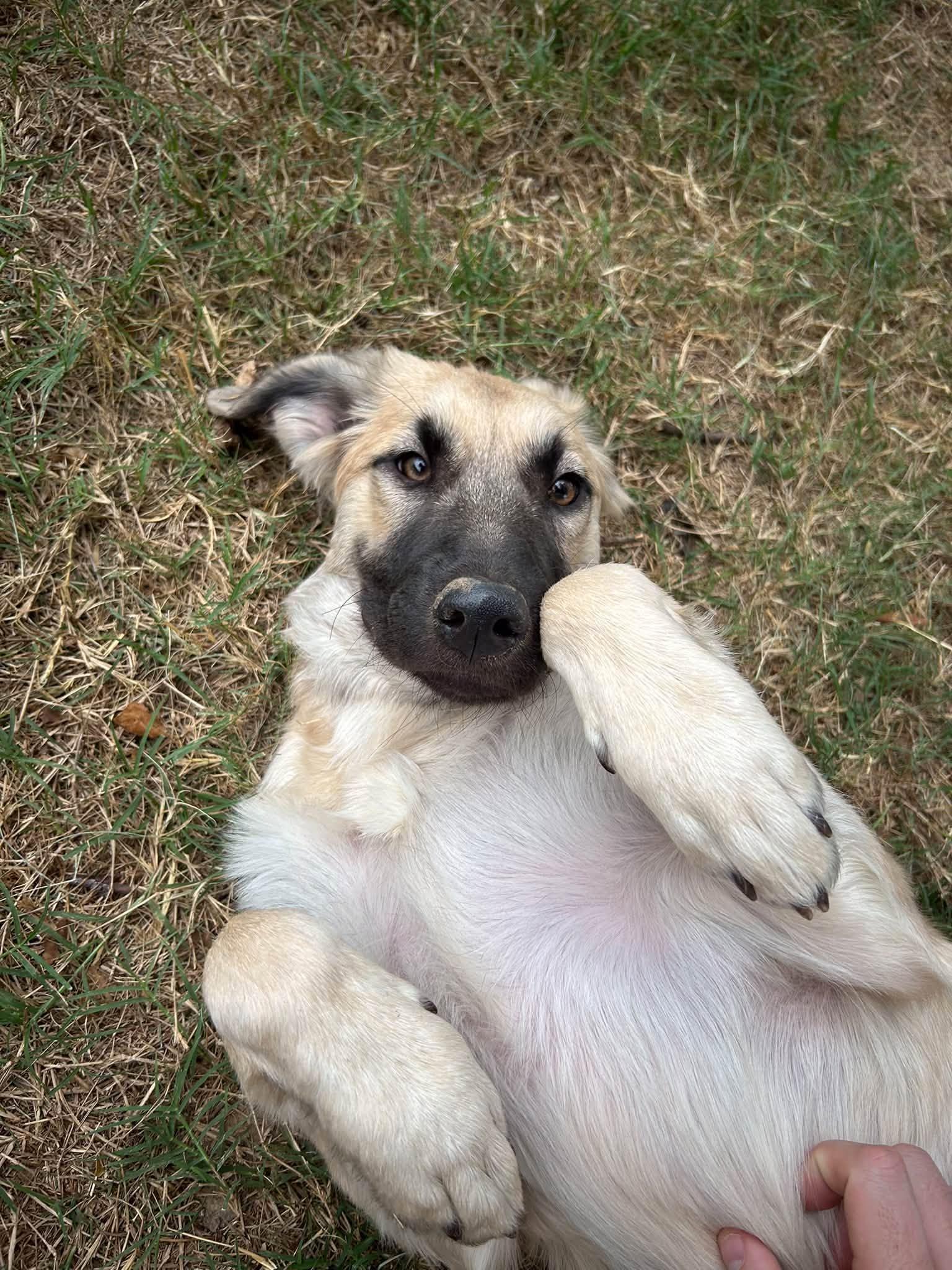 Enlarge Ivy-ADOPTED, a Adopted mixed breed in Olive Branch, MS image 2/6