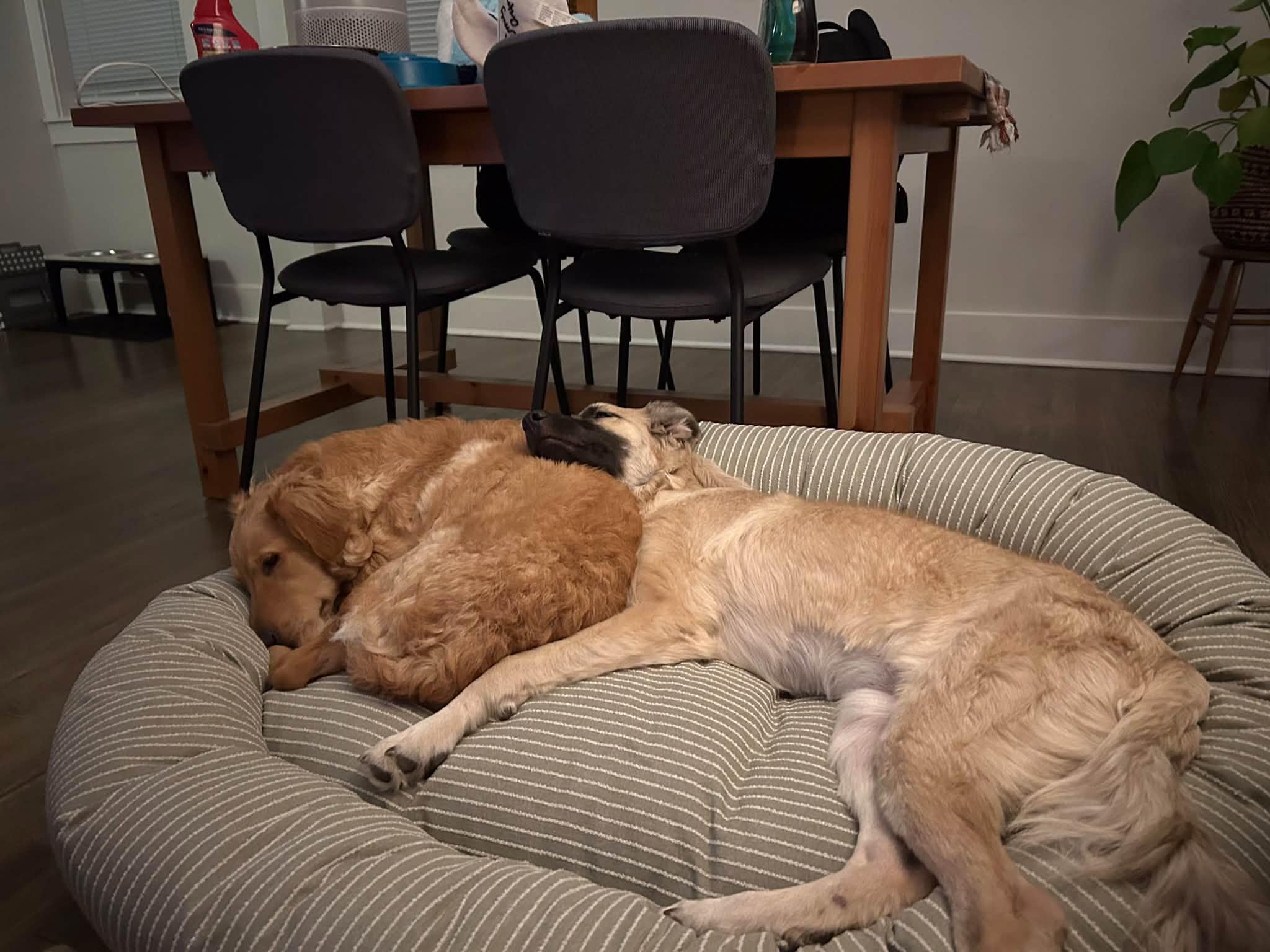Ivy-ADOPTED, Adopted, Puppy Female Anatolian Shepherd & Labradoodle.