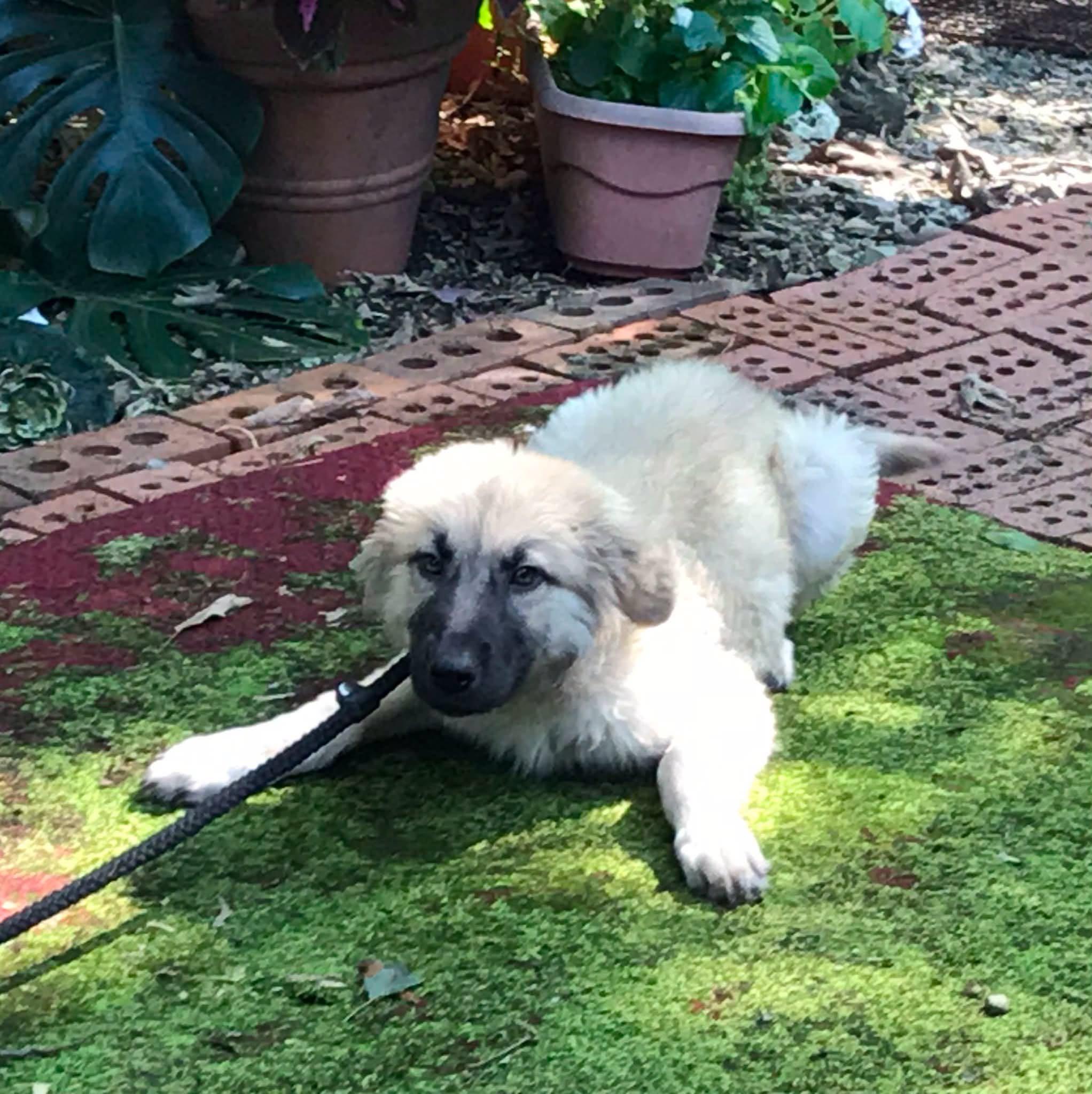 Enlarge Ivy, a ADOPTABLE mixed breed in Olive Branch, MS image 6/6