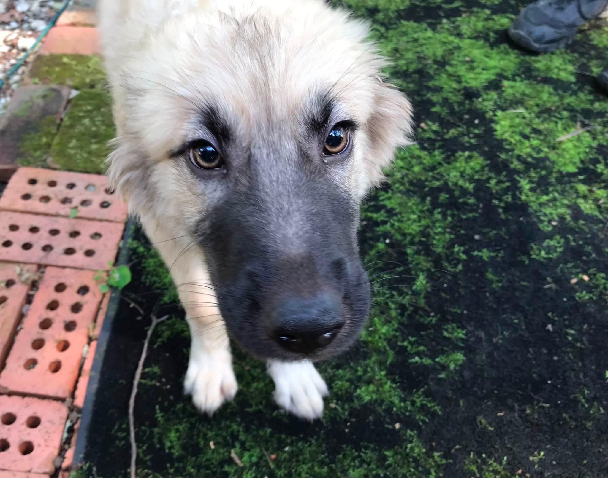 Enlarge Ivy, a ADOPTABLE mixed breed in Olive Branch, MS image 2/6