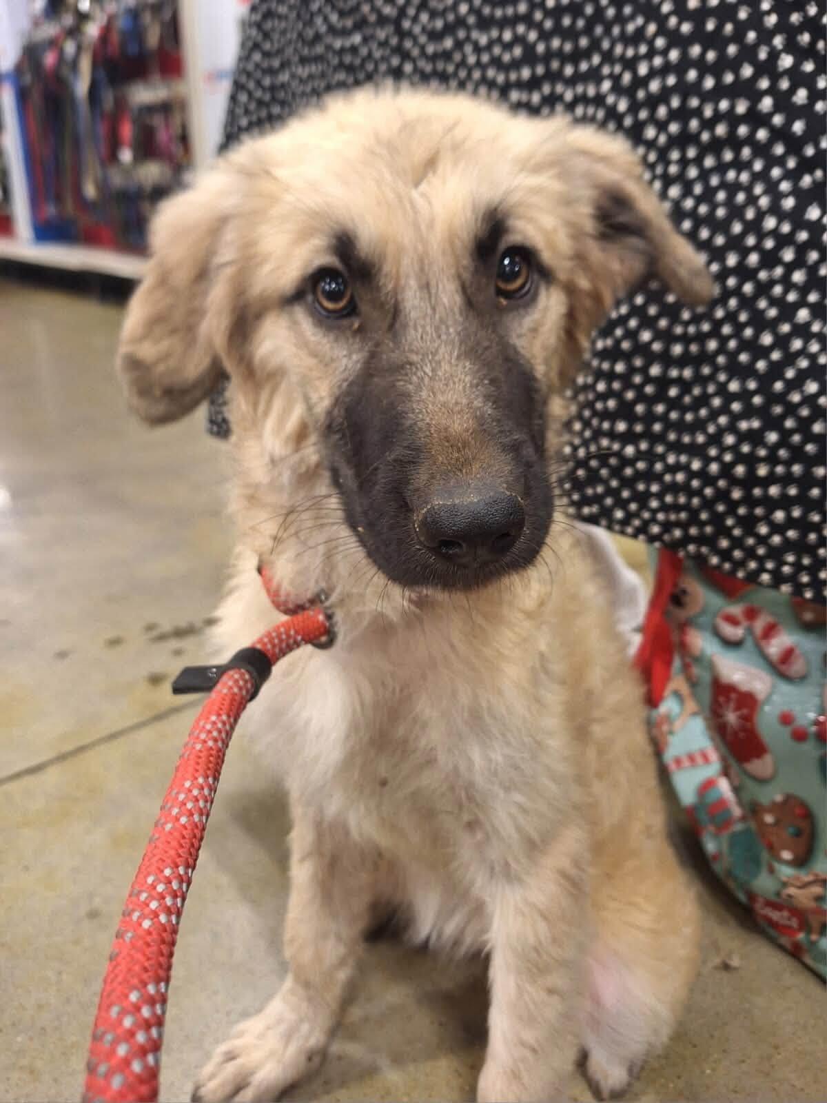 Ivy, ADOPTABLE, Puppy Female Anatolian Shepherd & Labradoodle.