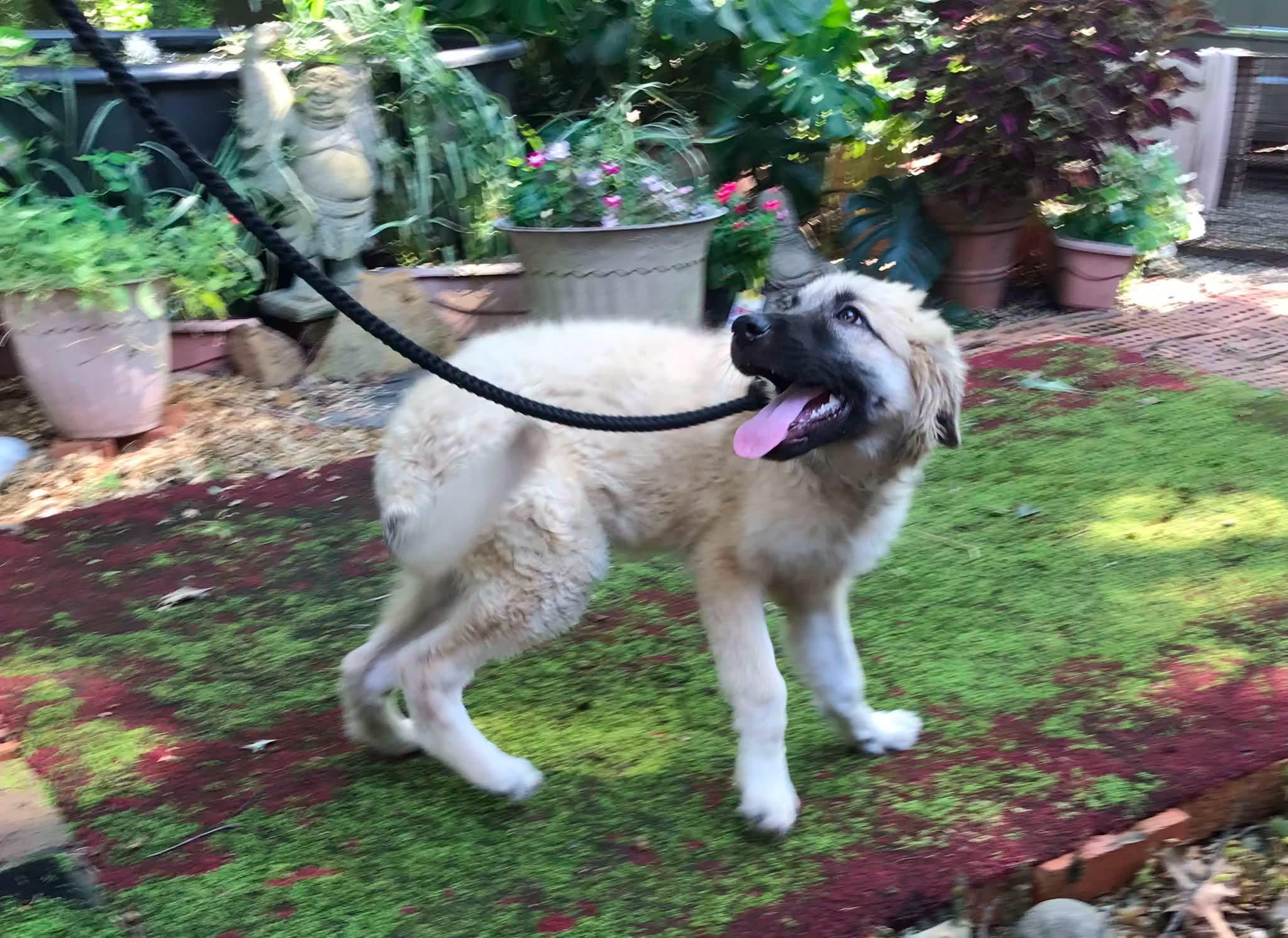 Enlarge Ivy, a ADOPTABLE mixed breed in Olive Branch, MS image 5/6