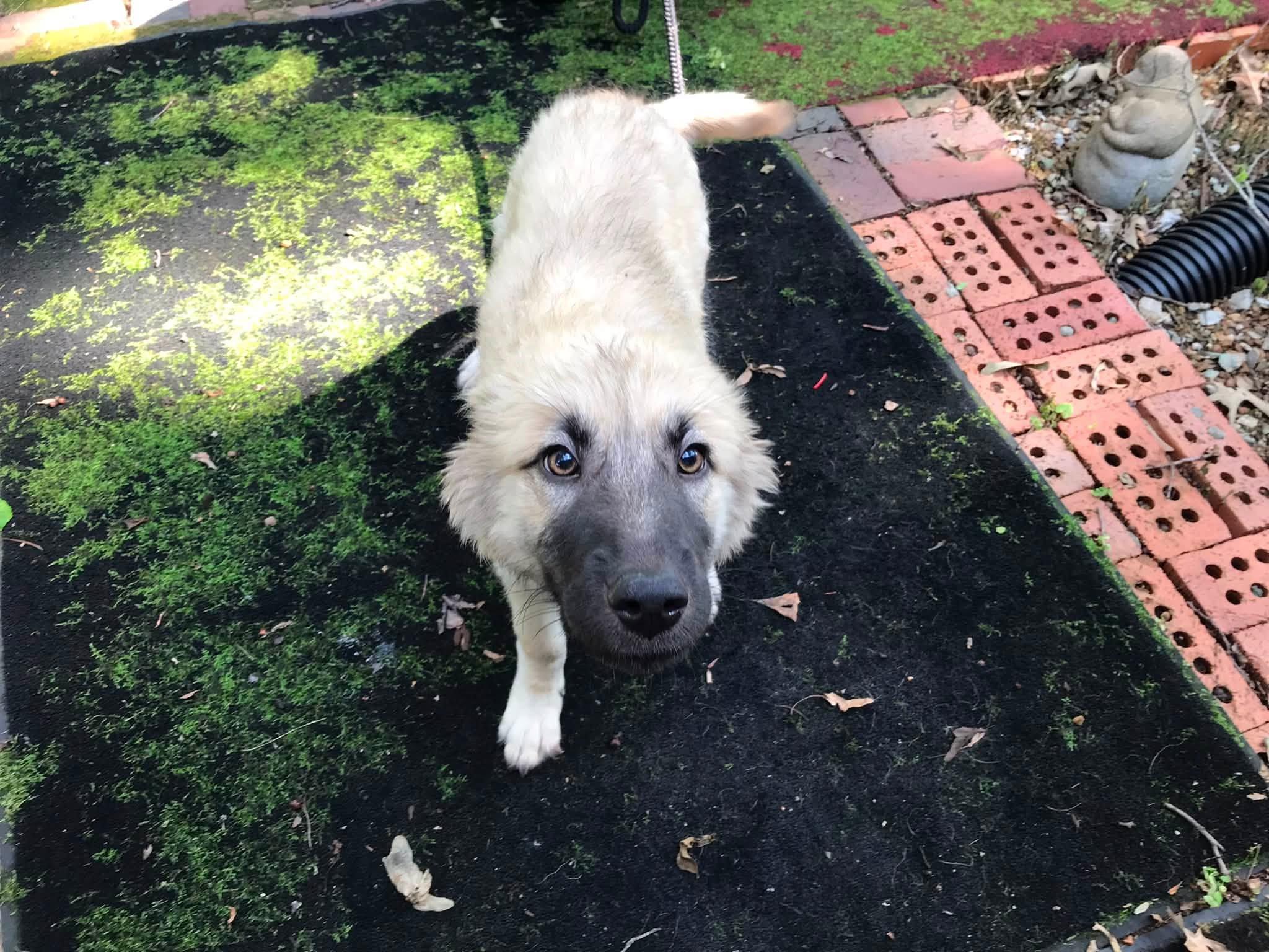 Enlarge Ivy, a ADOPTABLE mixed breed in Olive Branch, MS image 3/6