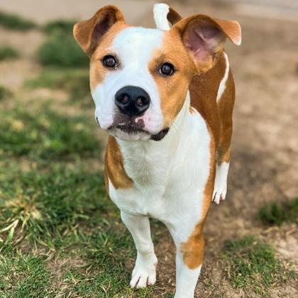Enlarge Skai, a Adoptable mixed breed in Winfield, KS image 1/1