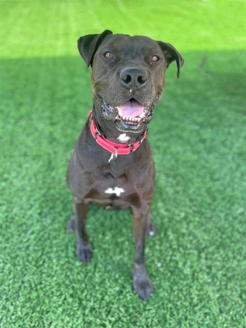 ROLO, Adoptable, Adult Male Labrador Retriever & Mixed Breed.