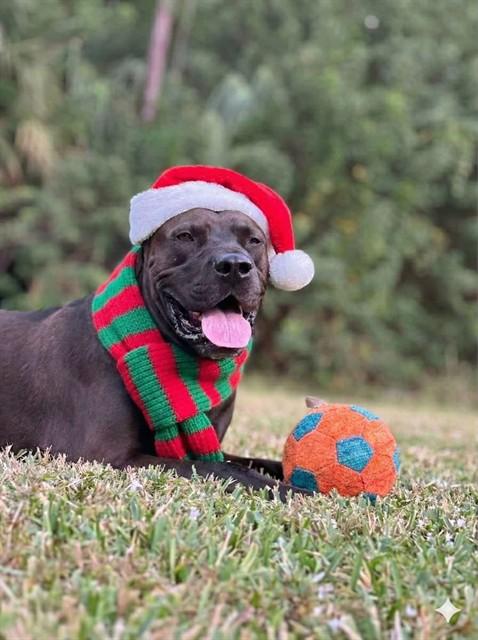 ROLO, Adoptable, Adult Male Labrador Retriever & Mixed Breed.