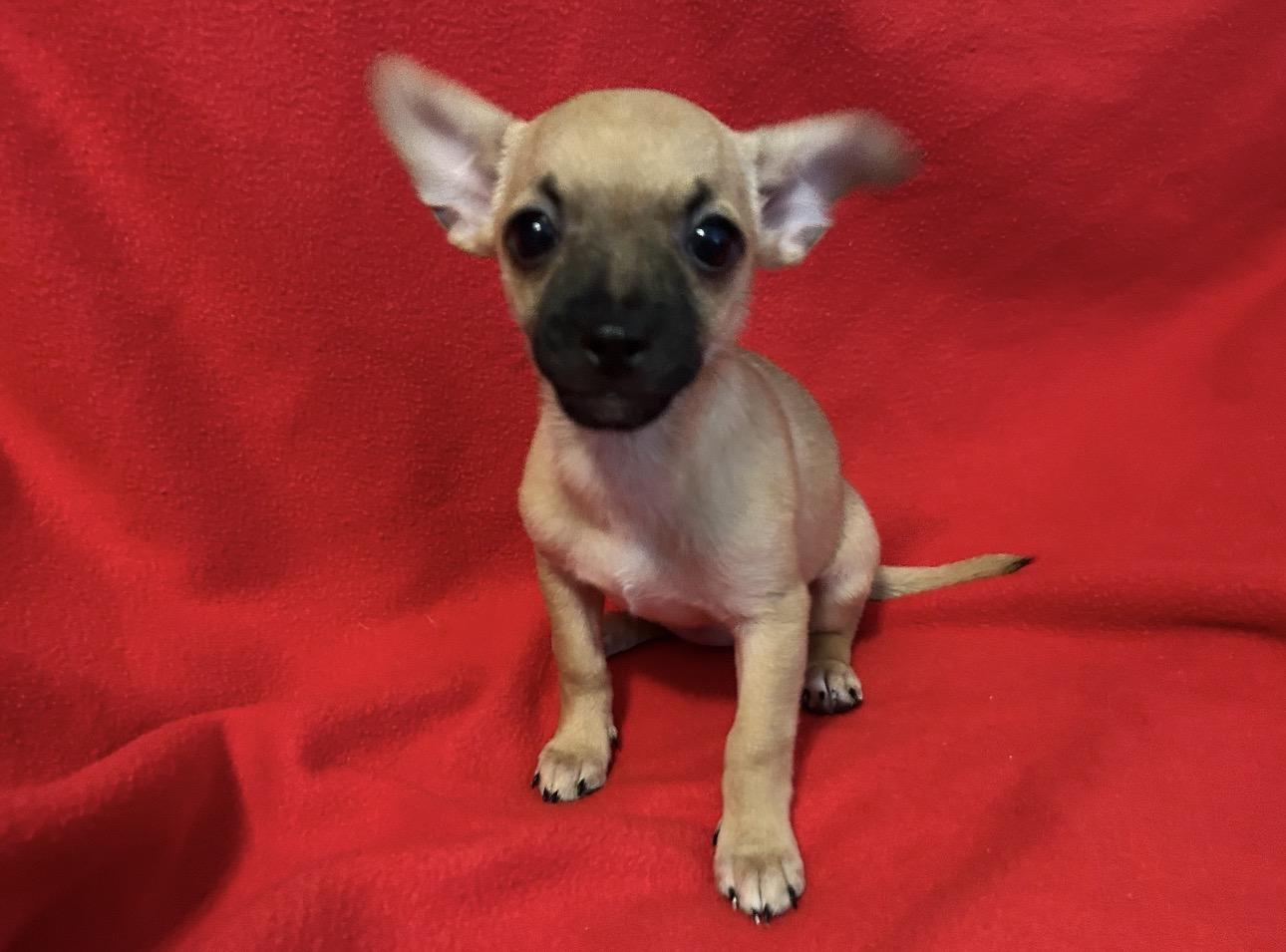 Enlarge Starla, a Adoptable mixed breed in La Palma, CA image 1/1