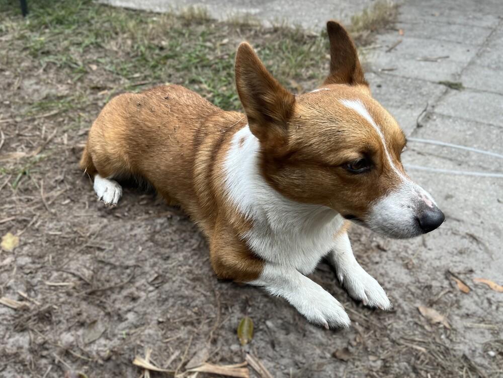 Windsor, Adoptable, Adult Male Cardigan Welsh Corgi.