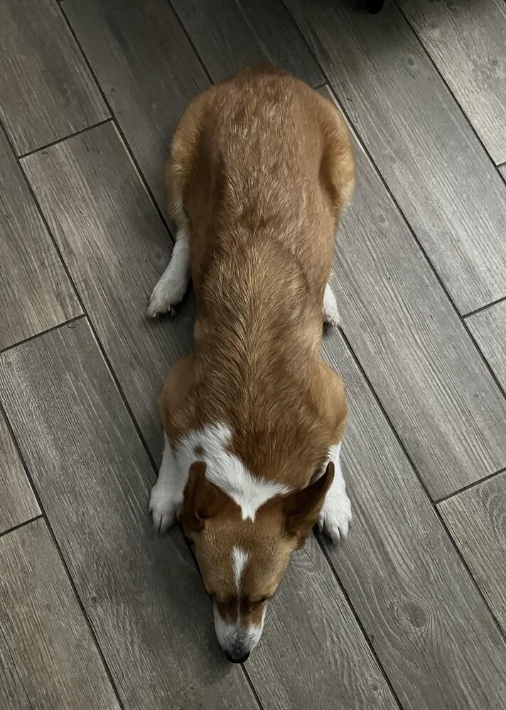 Windsor, a Adoptable Cardigan Welsh Corgi in Orlando, FL image 2/4
