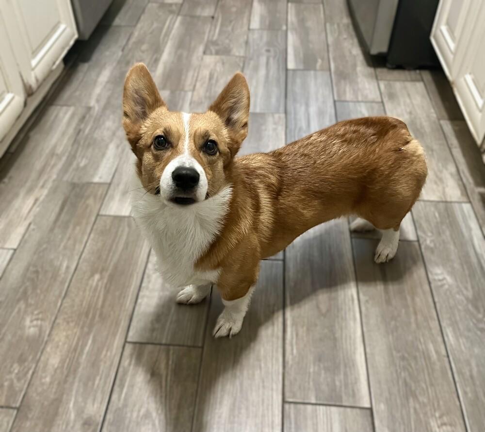 Windsor, a Adoptable Cardigan Welsh Corgi in Orlando, FL image 3/4