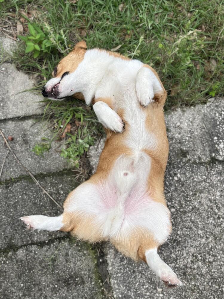 Windsor, a Adoptable Cardigan Welsh Corgi in Orlando, FL image 4/4