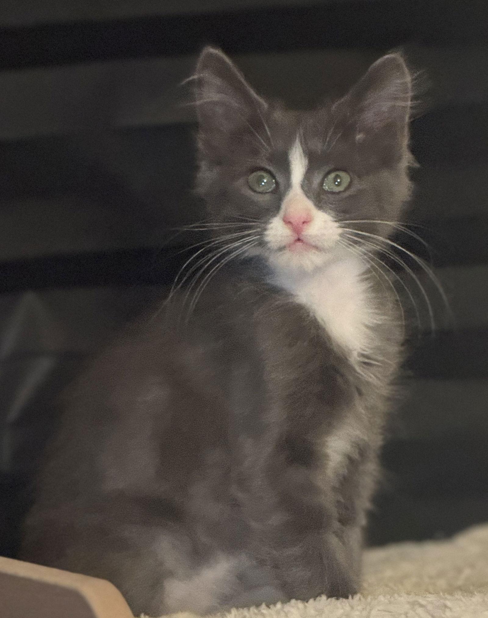 Tater, Adoptable, Kitten Male Domestic Short Hair.