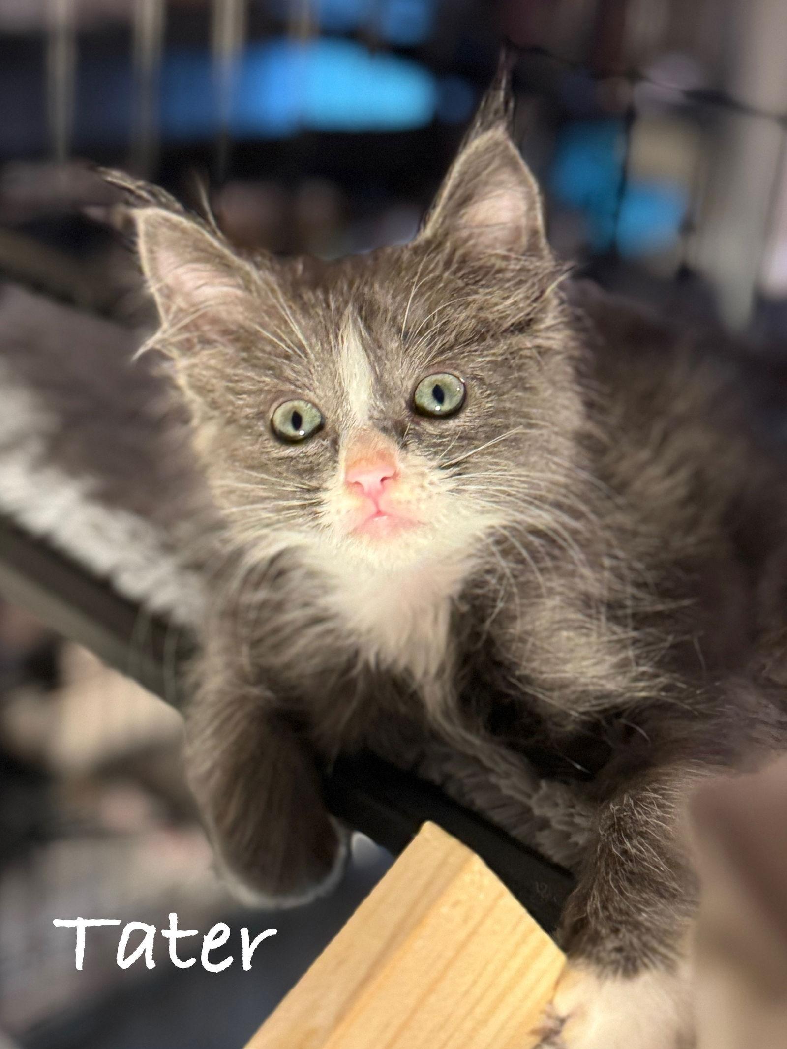 Enlarge Tater, a Adoptable Domestic Short Hair in Seal Beach, CA image 2/2