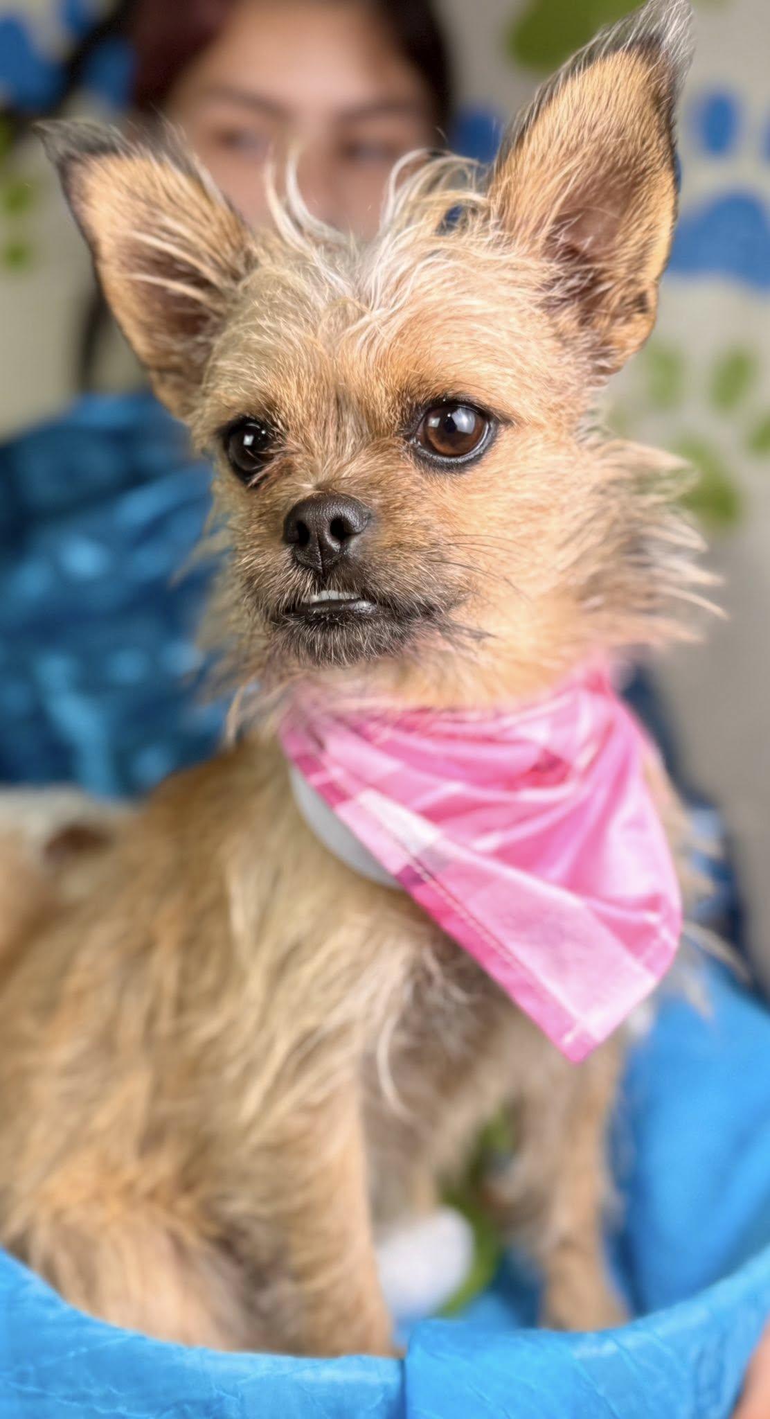 Nelly  Brussels Griffon