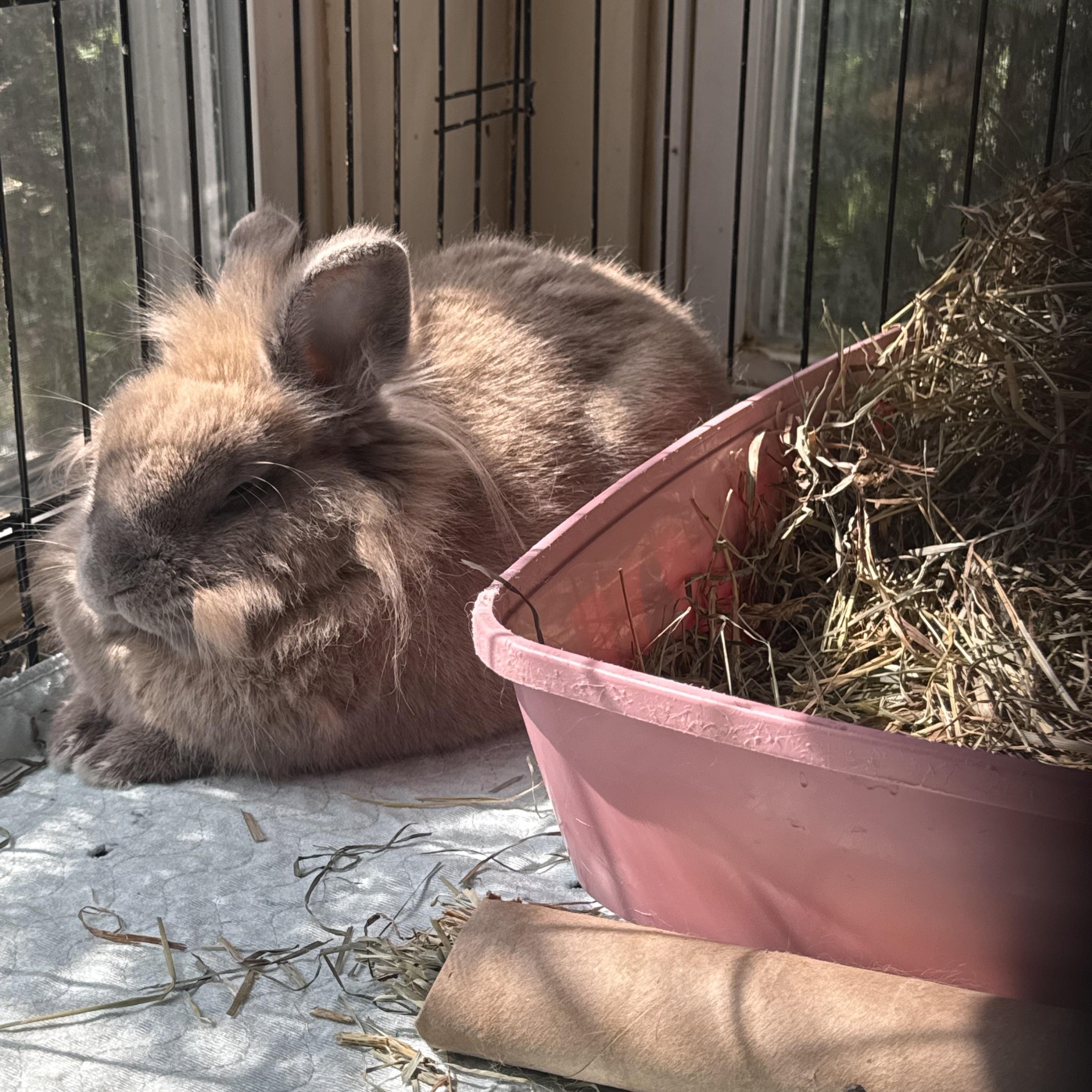 Enlarge Remy, a Adoptable Lionhead in Norwalk, CT image 2/3