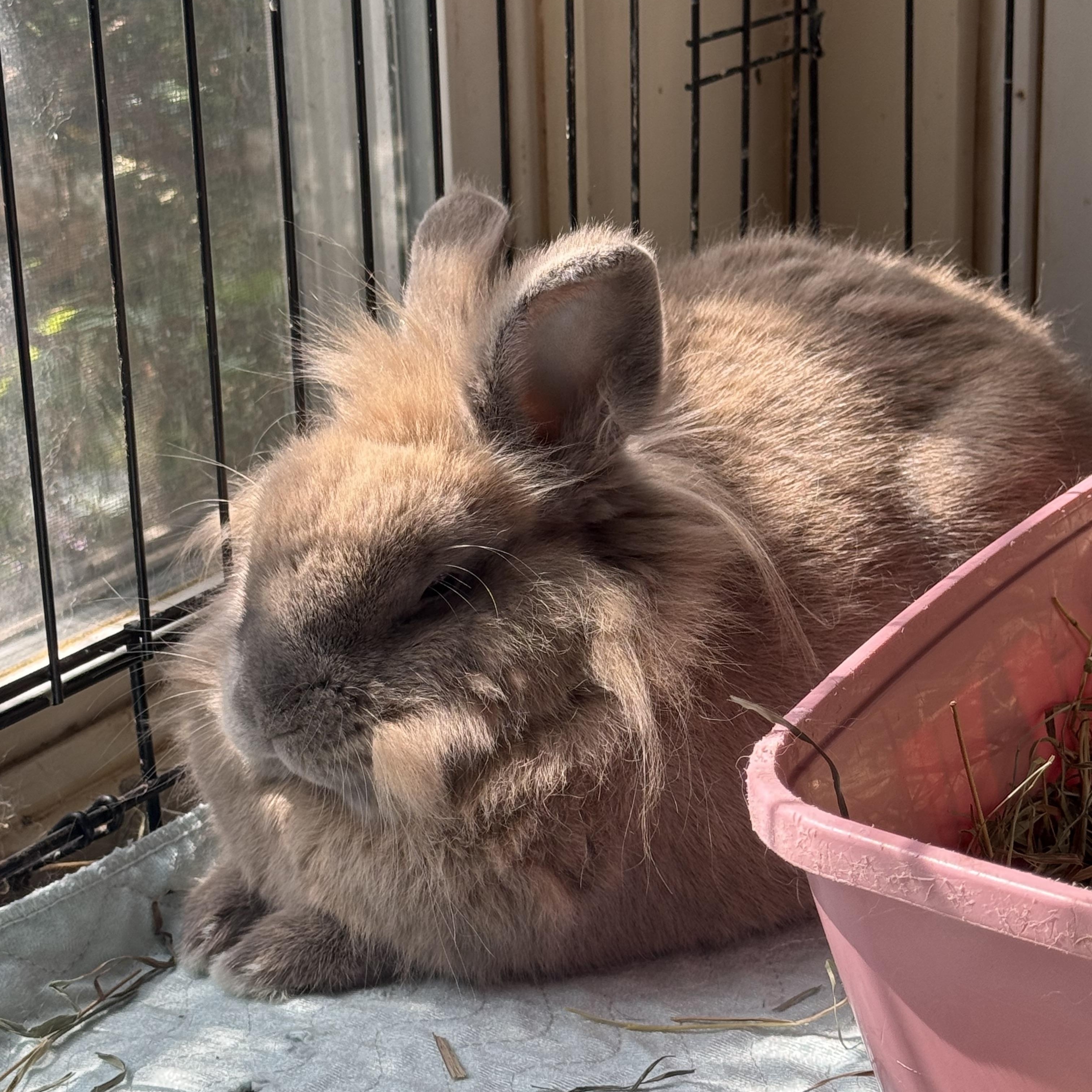 Enlarge Remy, a Adoptable Lionhead in Norwalk, CT image 1/3
