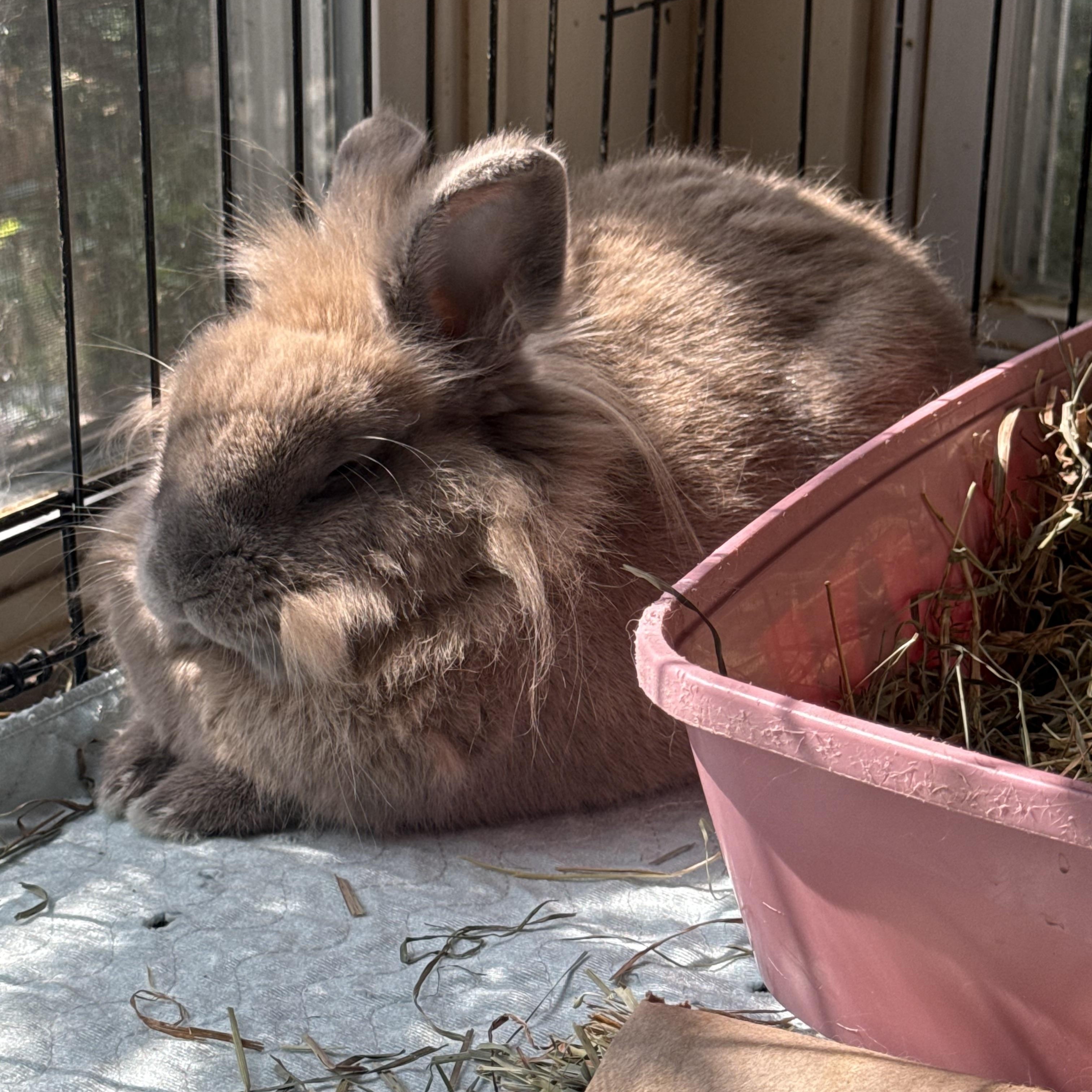 Enlarge Remy, a Adoptable Lionhead in Norwalk, CT image 3/3
