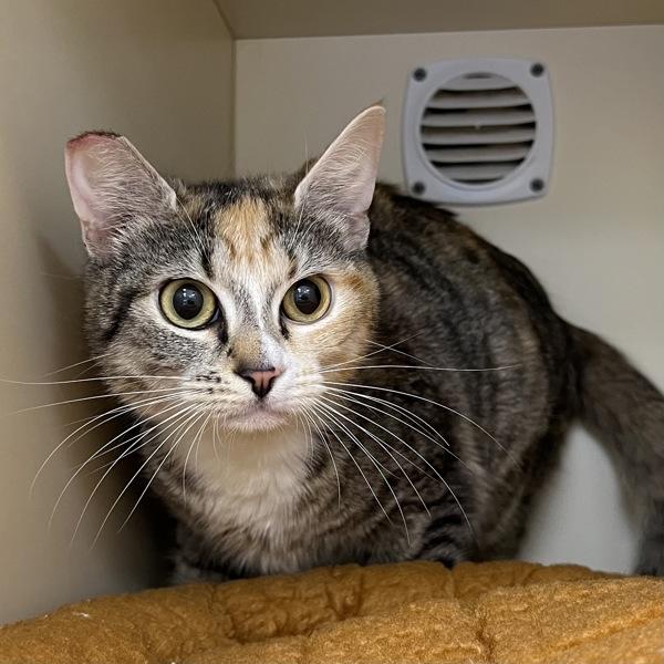 Callie, Adoptable, Adult Female Domestic Short Hair.