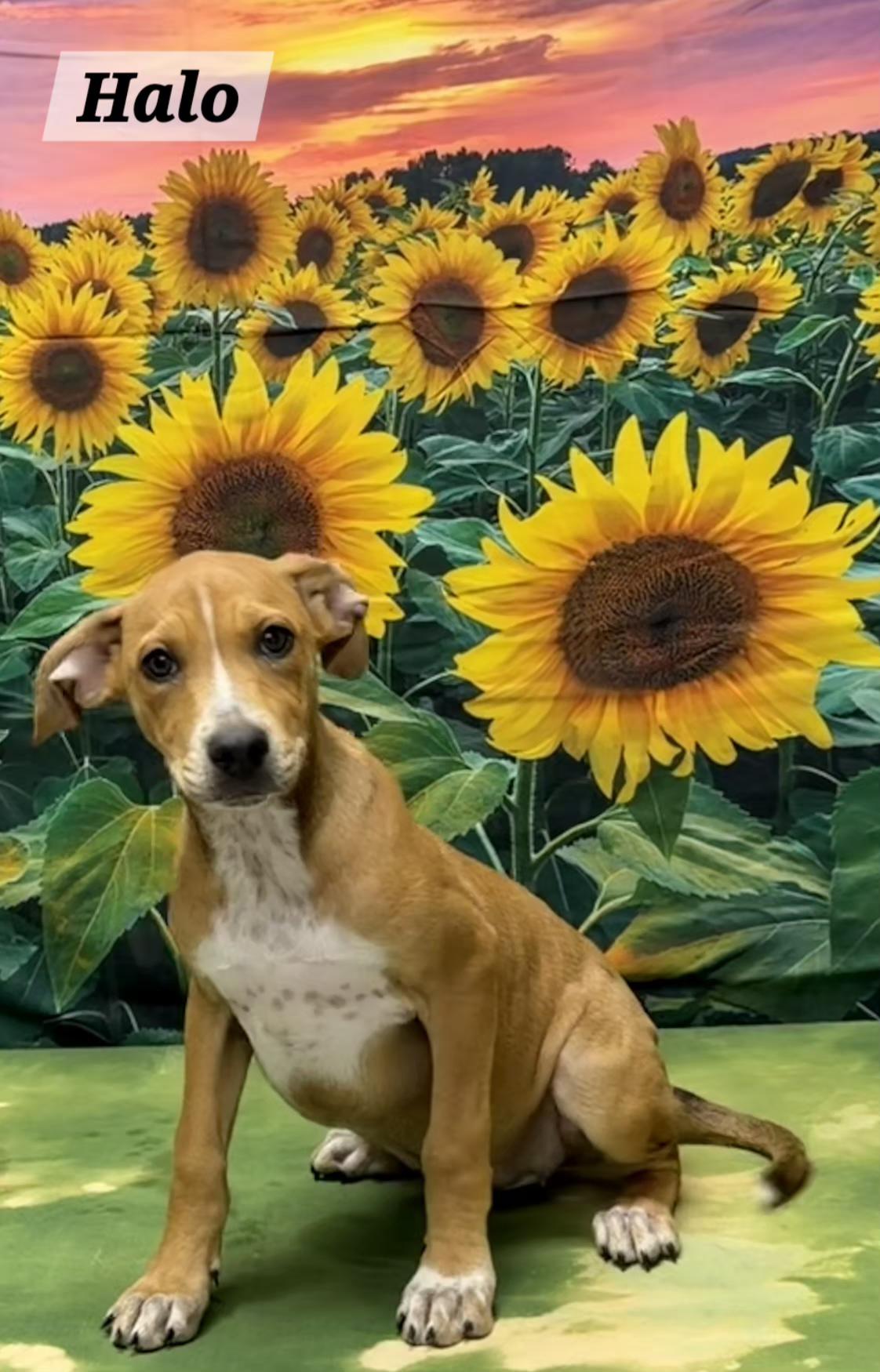 Halo, ADOPTABLE, Puppy Female Pit Bull Terrier.