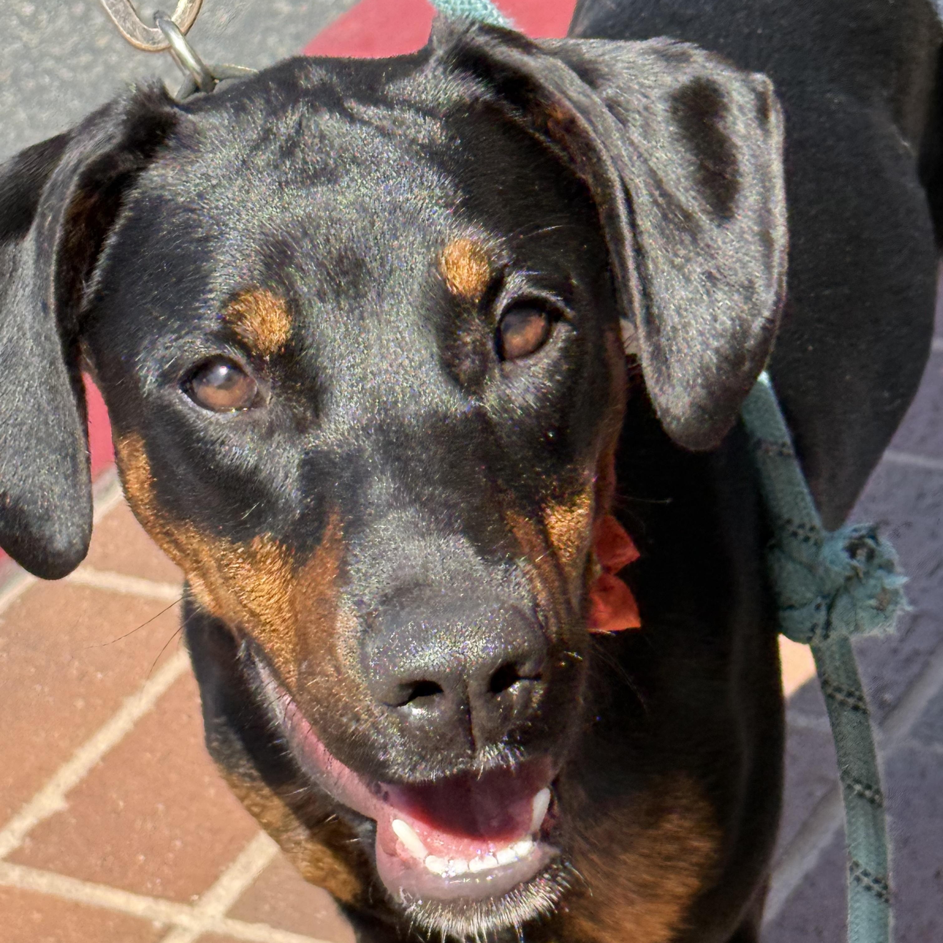 Peppa, a ADOPTABLE mixed breed in Pleasanton, CA image 2/6
