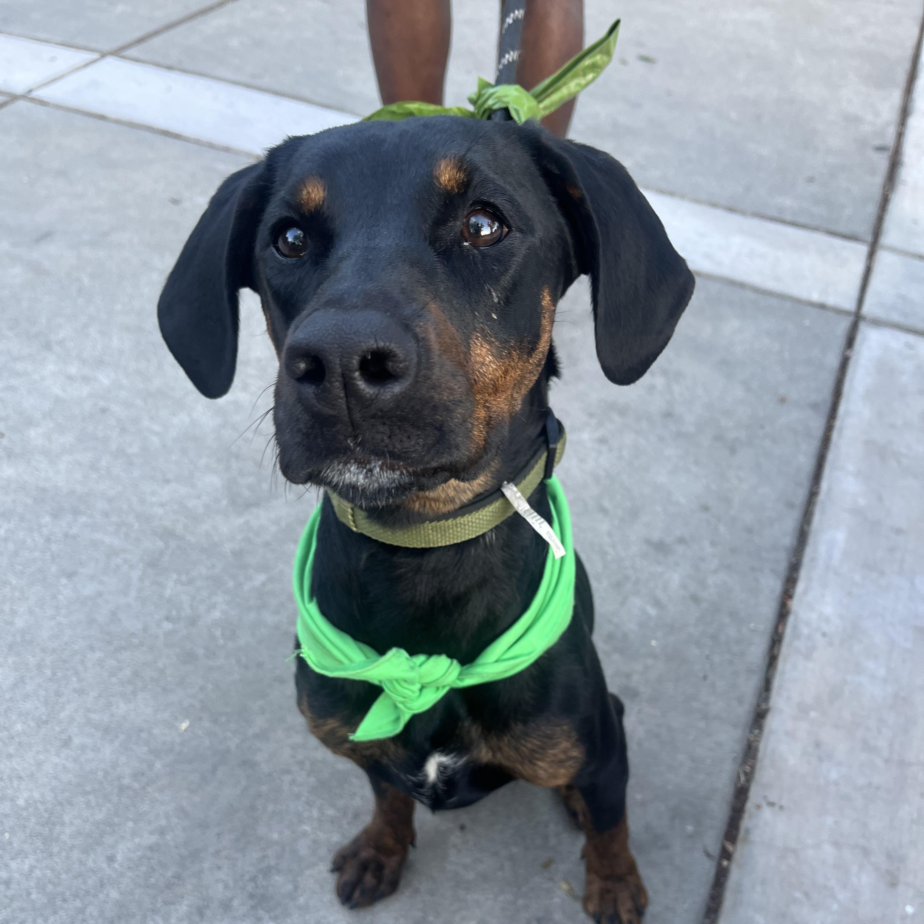 Peppa, a ADOPTABLE mixed breed in Pleasanton, CA image 5/6