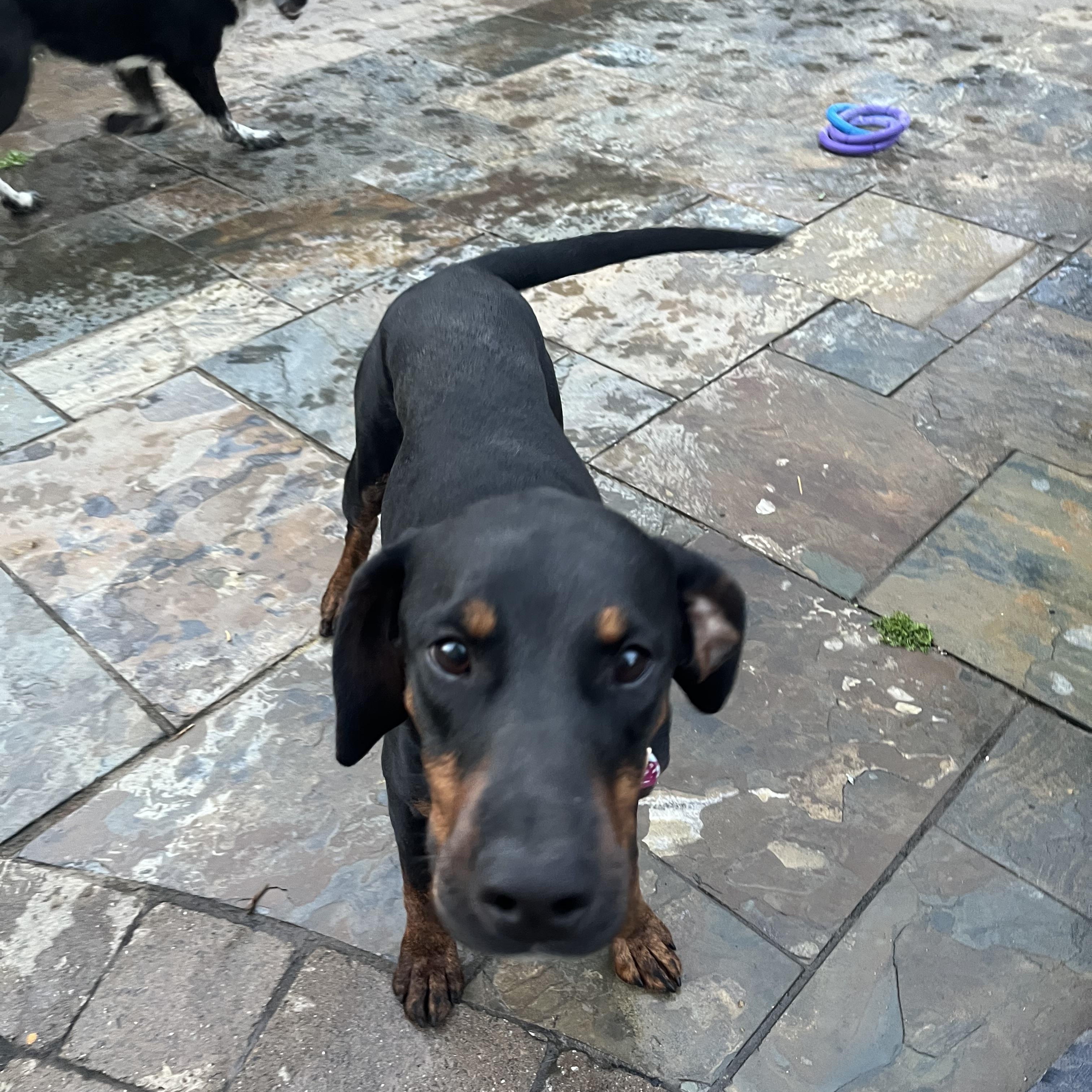 Peppa, a ADOPTABLE mixed breed in Pleasanton, CA image 6/6