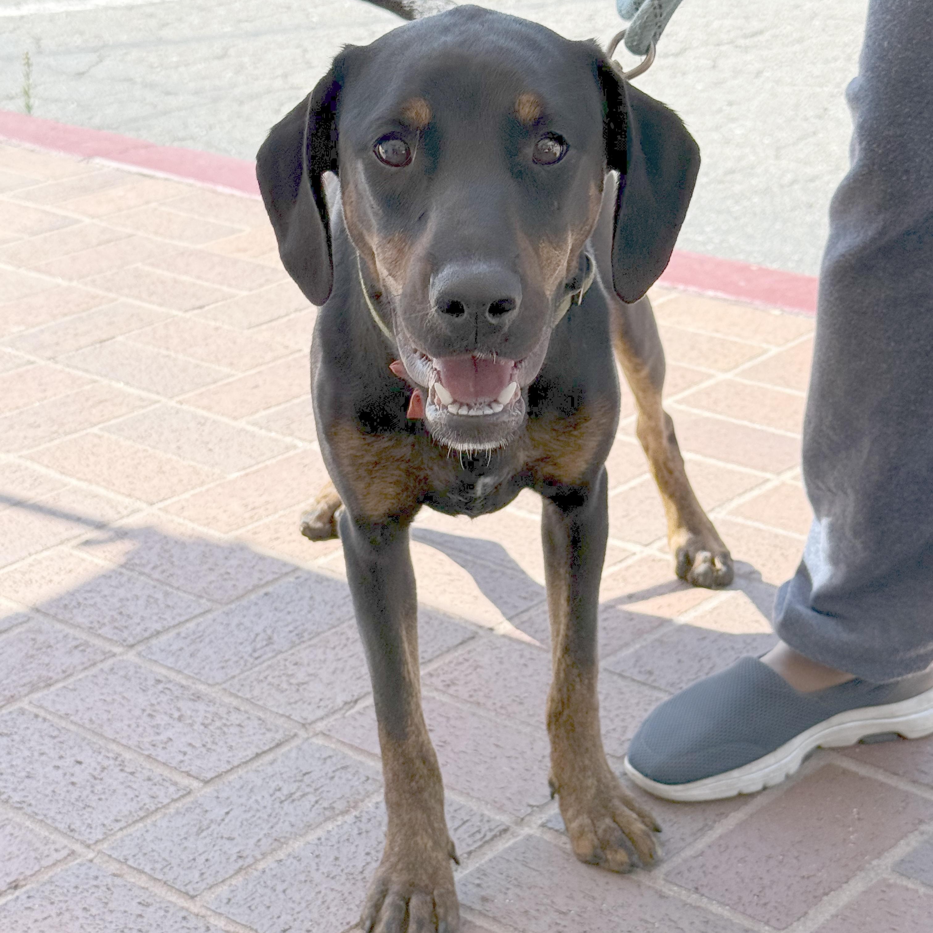 Peppa, a ADOPTABLE mixed breed in Pleasanton, CA image 3/6
