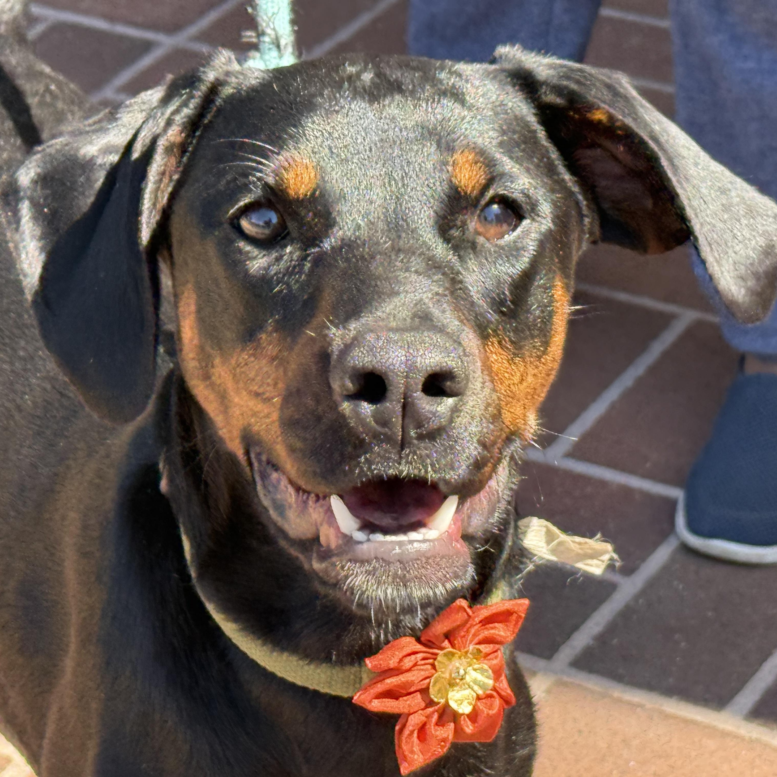 Peppa, ADOPTABLE, Adult Female Doberman Pinscher.
