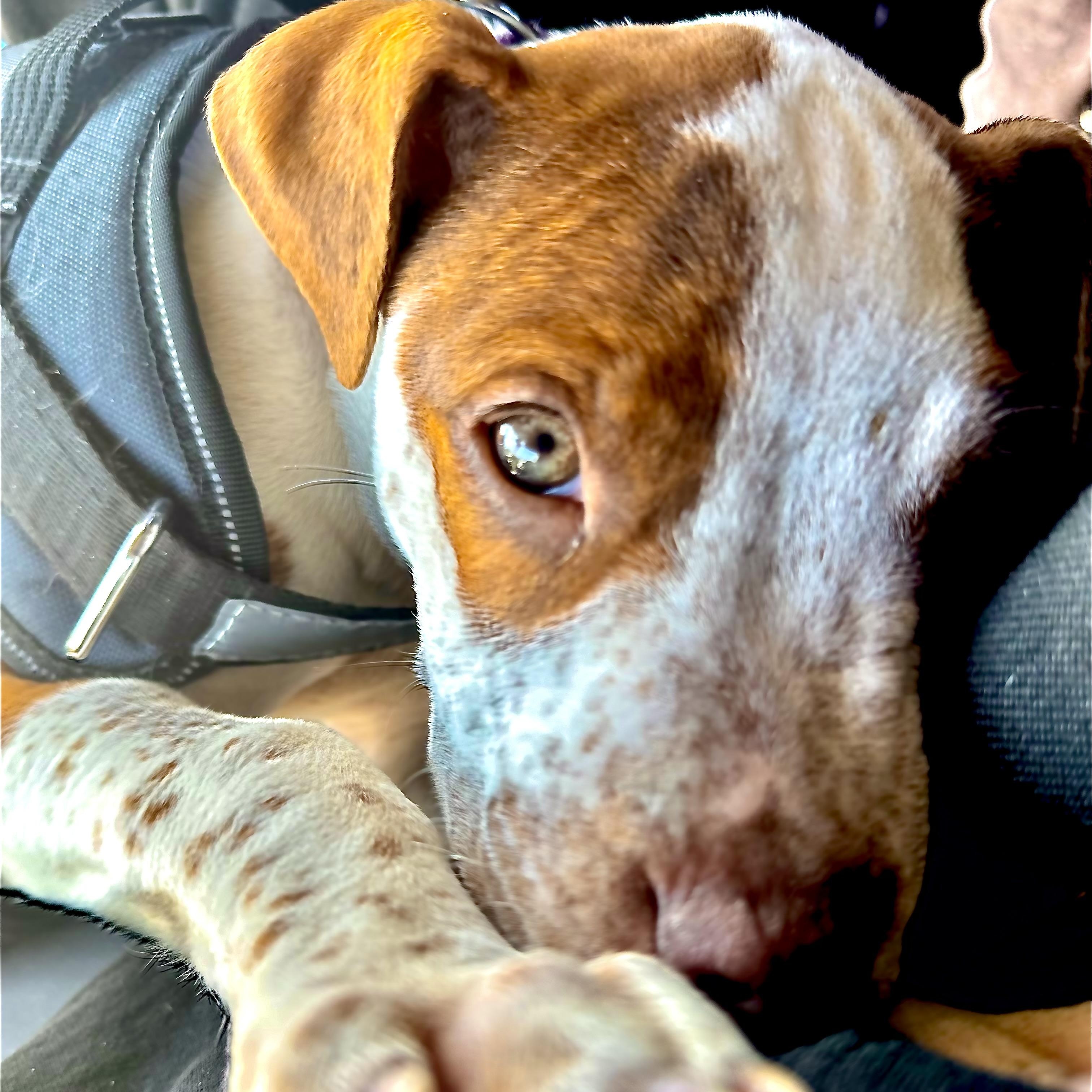 Enlarge Ellie bellie!!, a Adopted mixed breed in Newton, NJ image 2/4