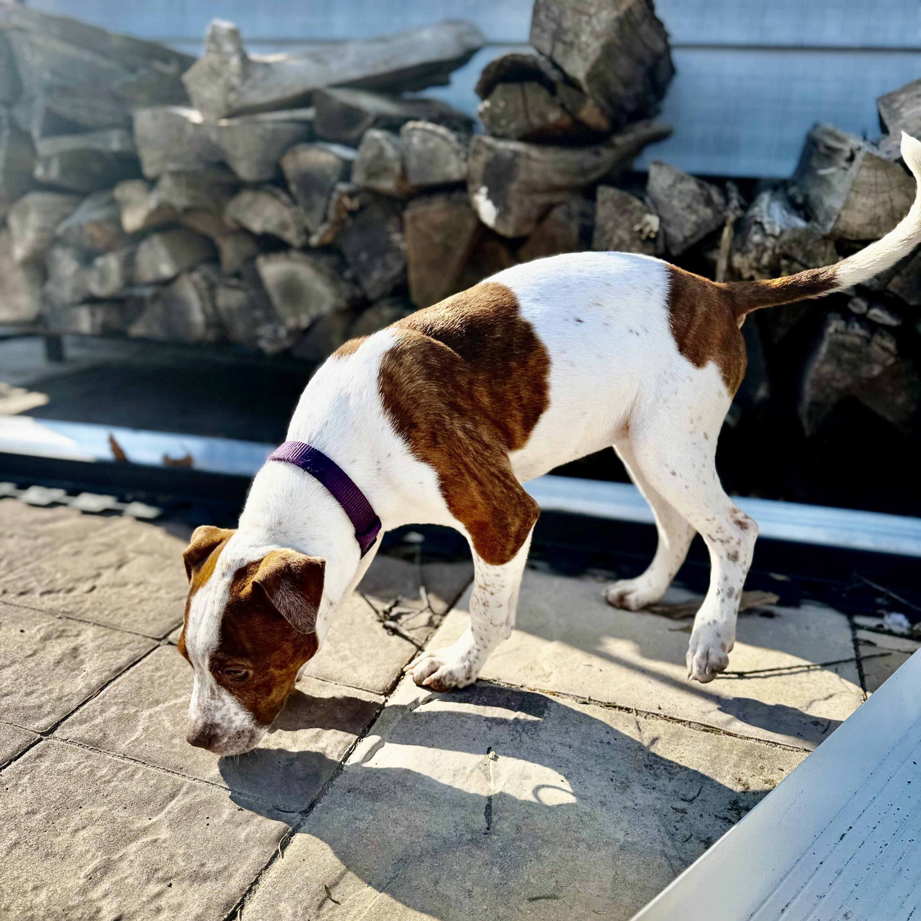 Enlarge Ellie bellie!!, a Adopted mixed breed in Newton, NJ image 4/4