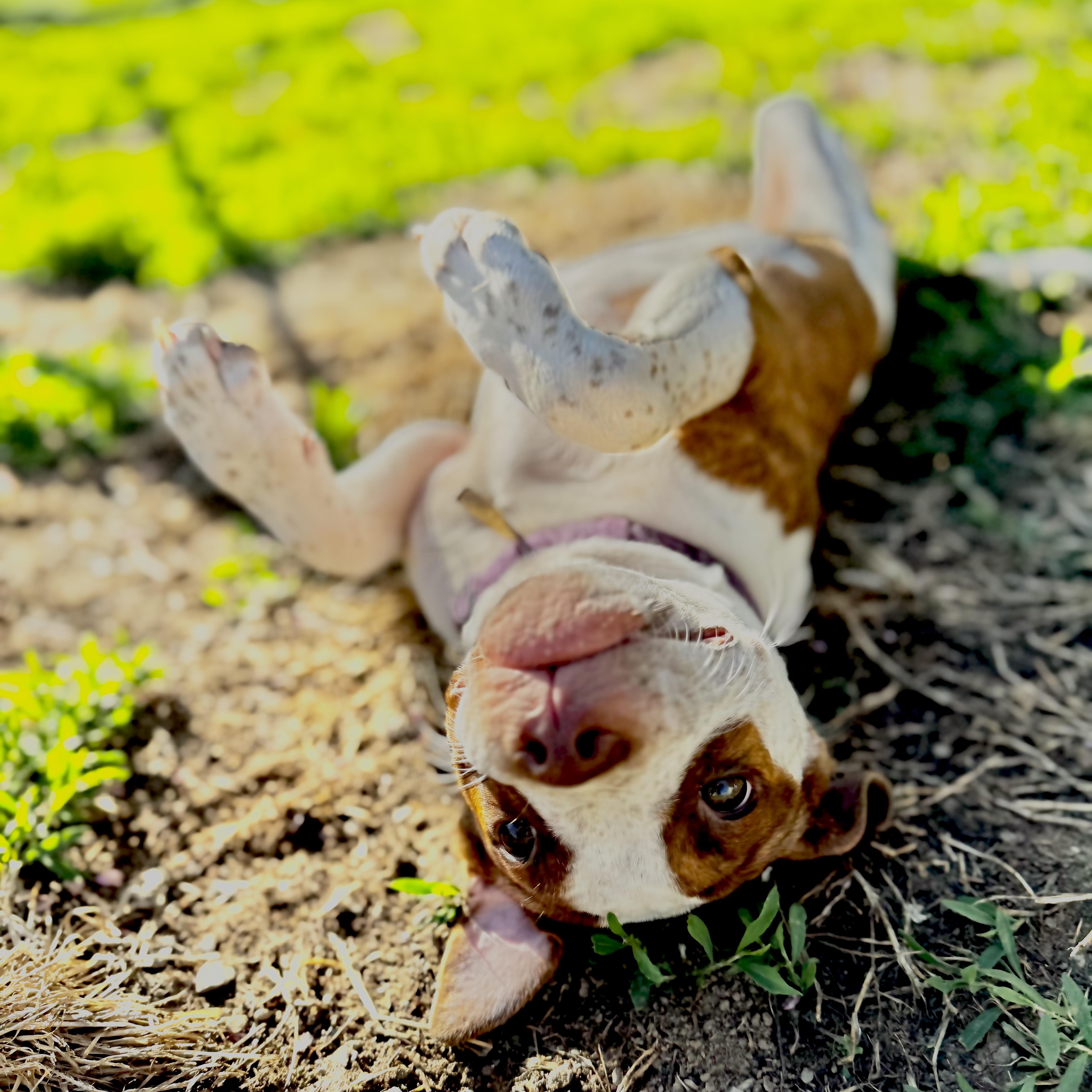 Ellie bellie!!, Adopted, Puppy Female English Pointer & American Bulldog.