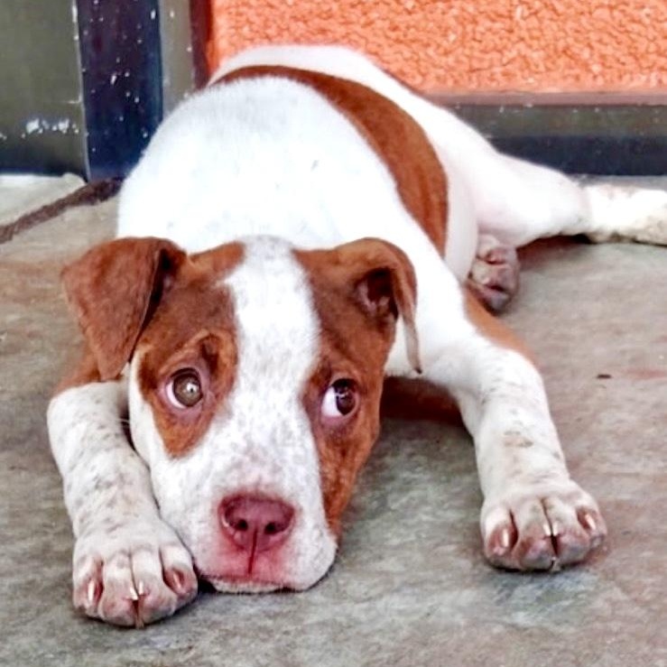 Enlarge Ellie bellie!!, a Adopted mixed breed in Newton, NJ image 1/4