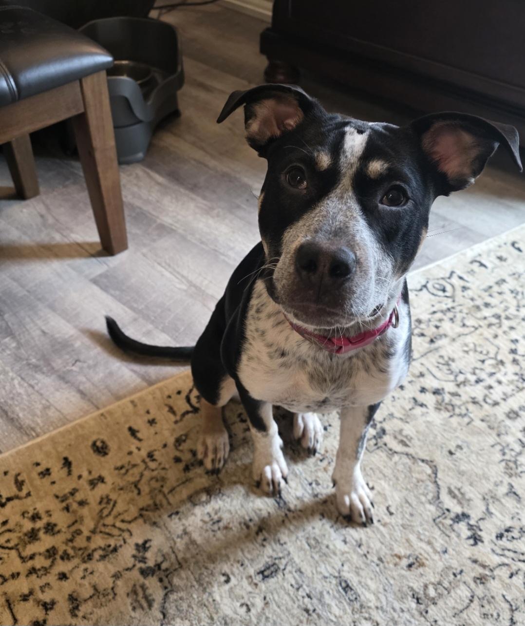 Rainbow, adopted, Puppy Female American Staffordshire Terrier & Rottweiler.