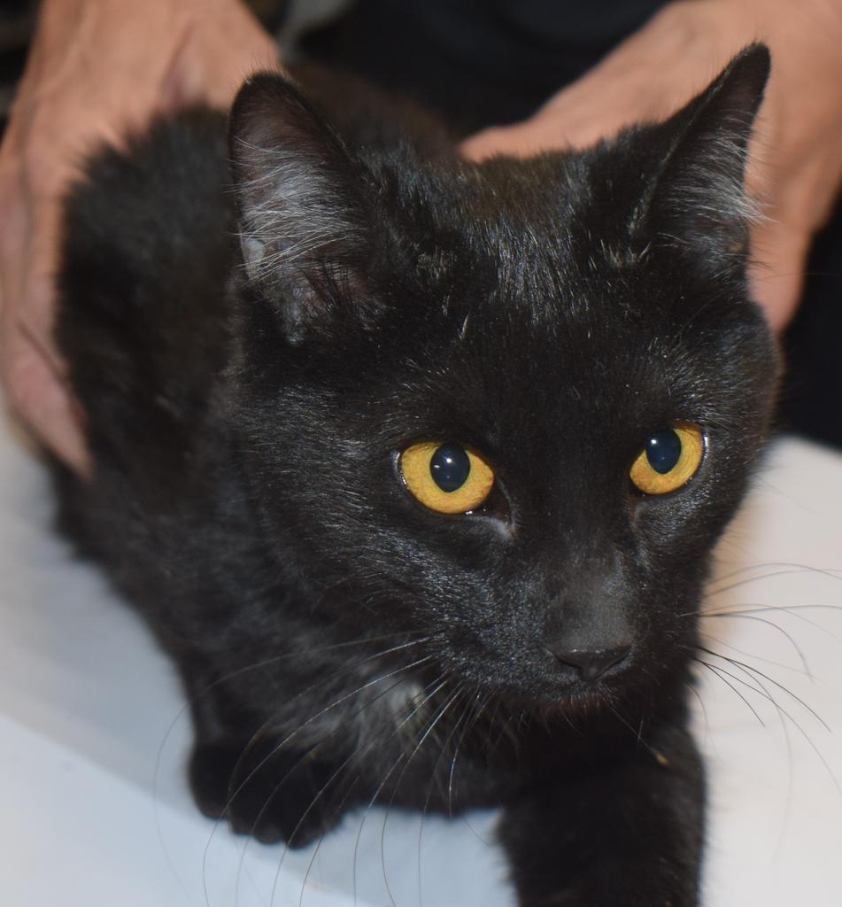 Twinkle  (Tails 7), Adoptable, Young Female Domestic Short Hair.