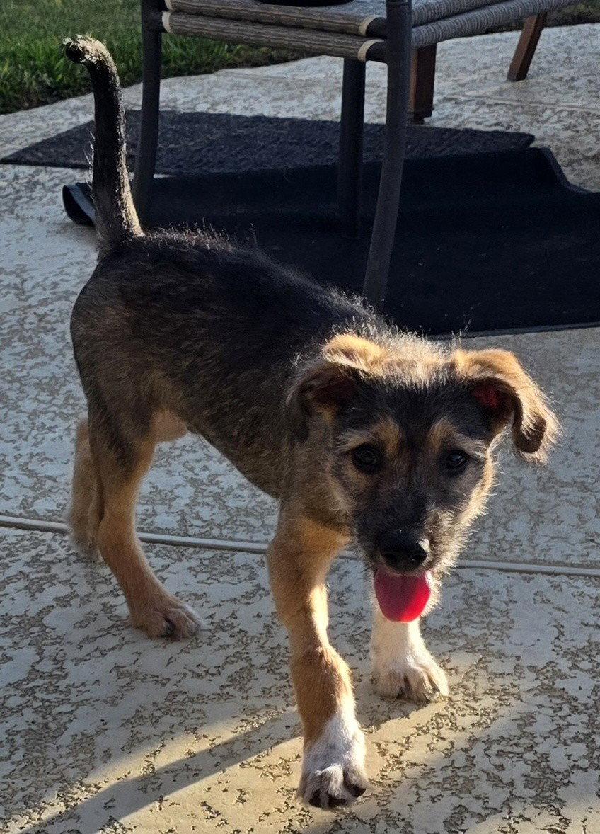 Enlarge VINNY, a Adoptable Shepherd in Katy, TX image 2/3