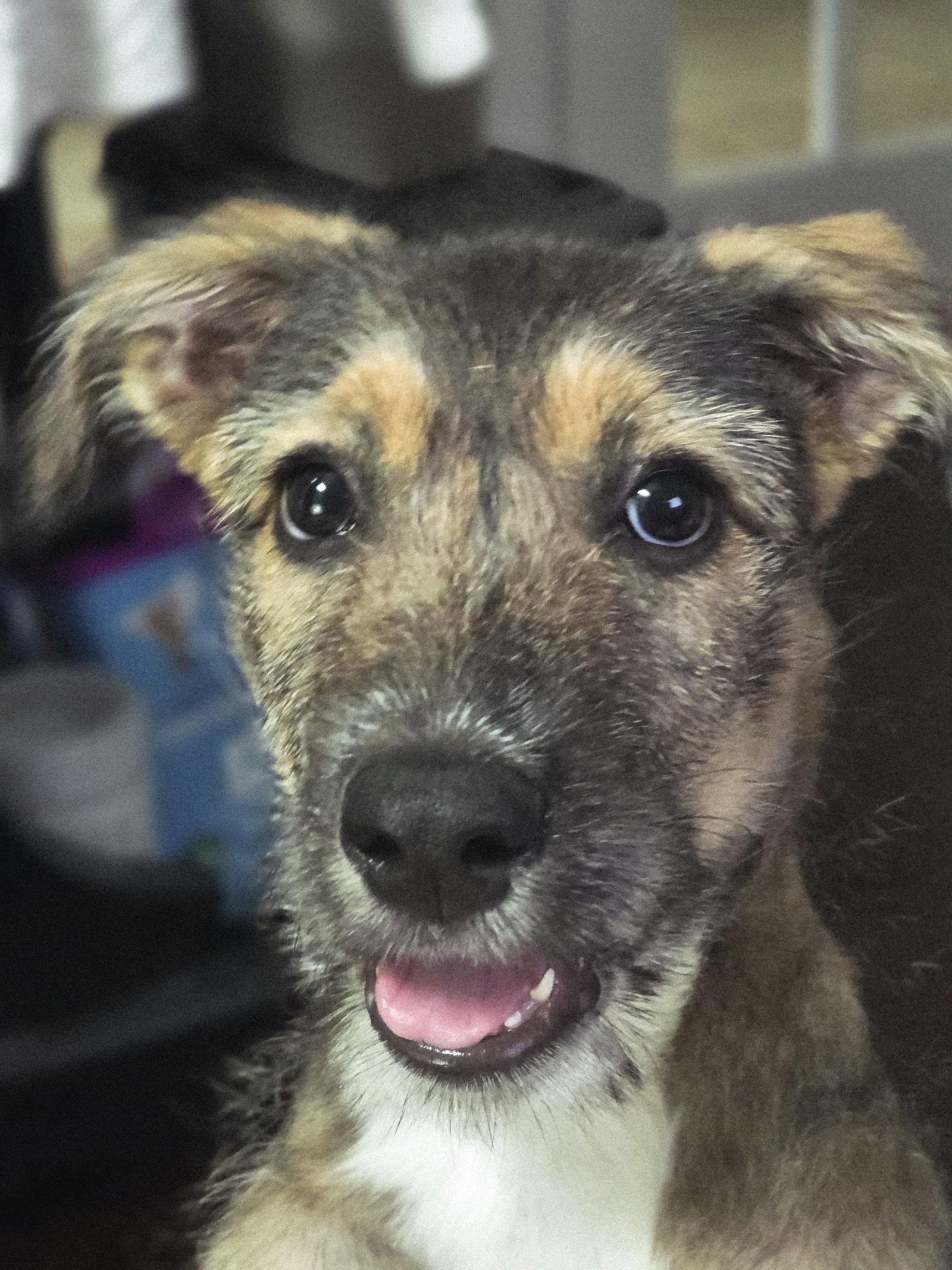 Enlarge VINNY, a Adoptable Shepherd in Katy, TX image 3/3