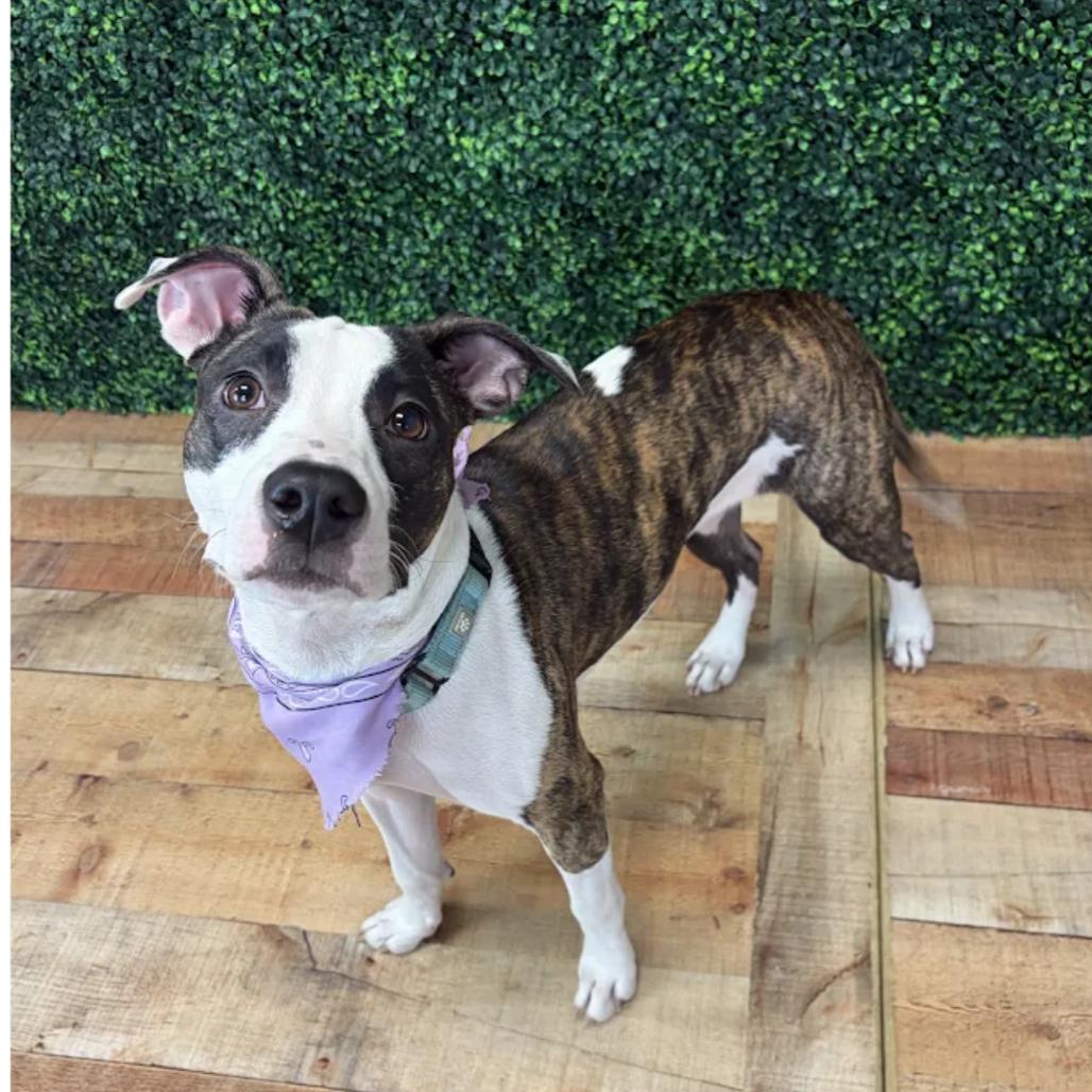 Enlarge Muddle, a Adoptable Pit Bull Terrier in East Saint Louis, IL image 2/6