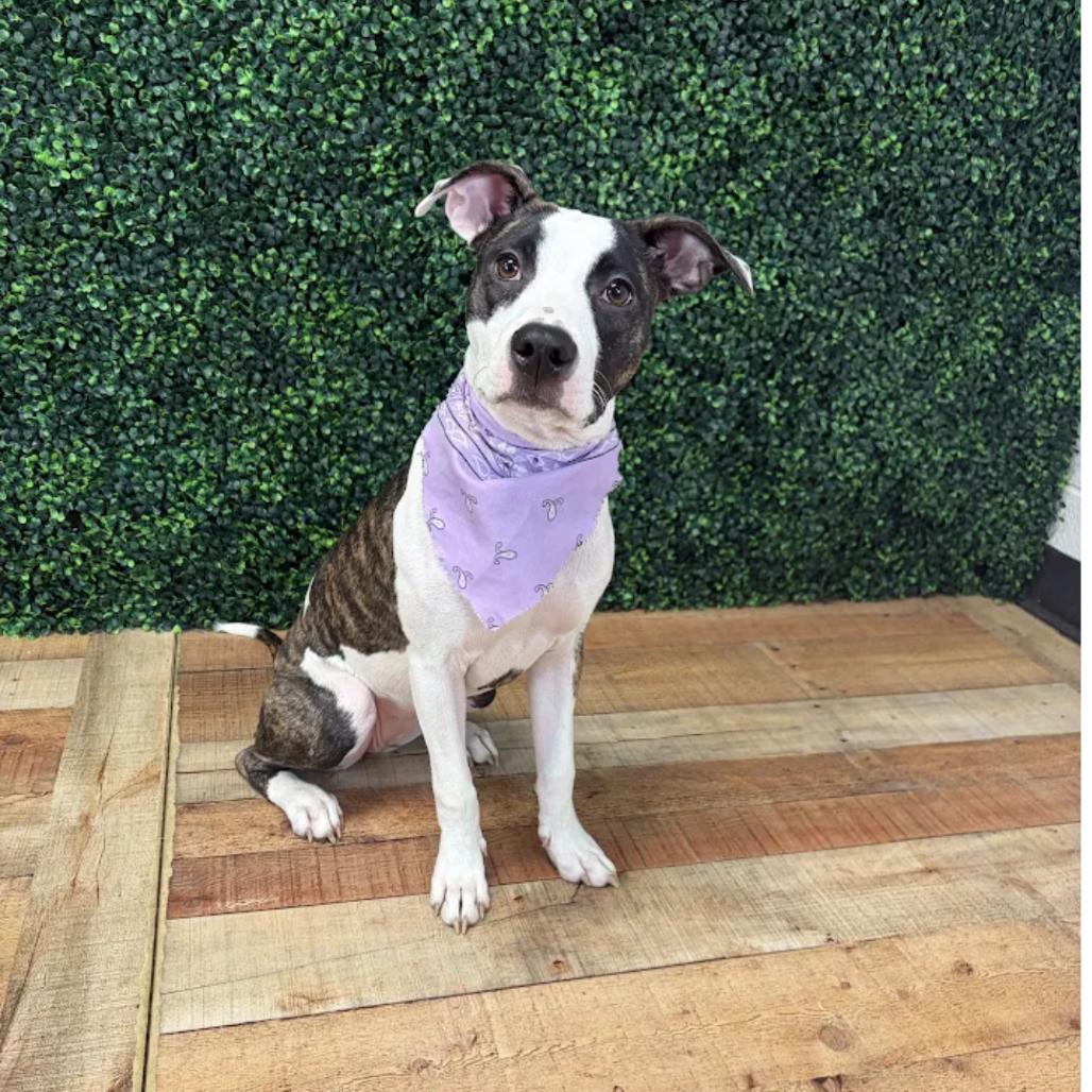 Enlarge Muddle, a Adoptable Pit Bull Terrier in East Saint Louis, IL image 3/6
