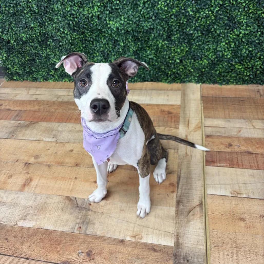 Enlarge Muddle, a Adoptable Pit Bull Terrier in East Saint Louis, IL image 4/6