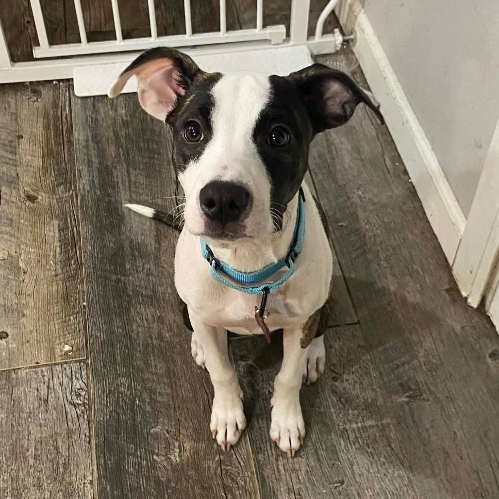 Enlarge Muddle, a Adoptable Pit Bull Terrier in East Saint Louis, IL image 6/6