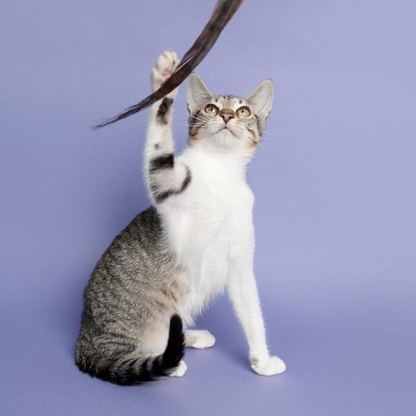 Quince Bard — thumbnail 3