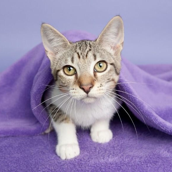 Quince Bard — thumbnail 4