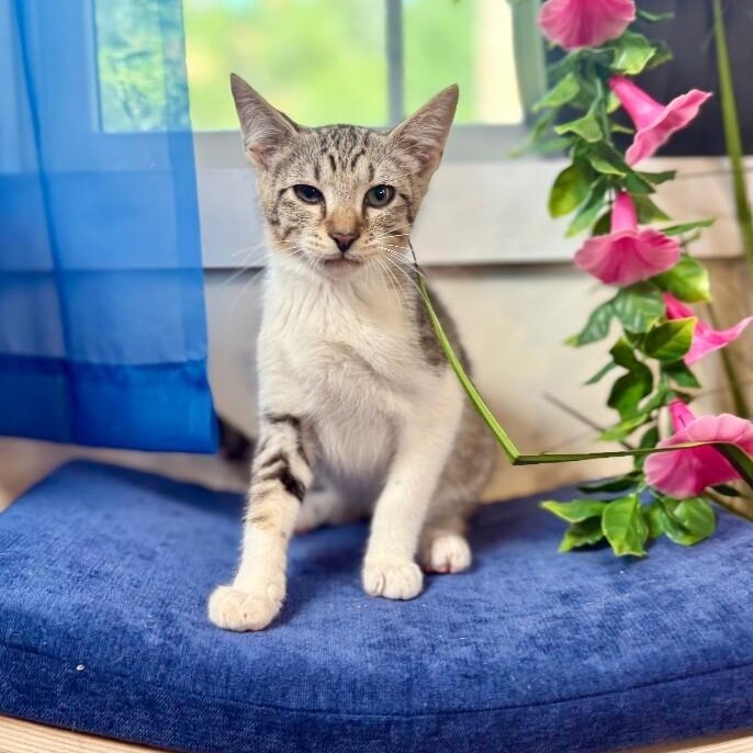 Quince Bard — thumbnail 5