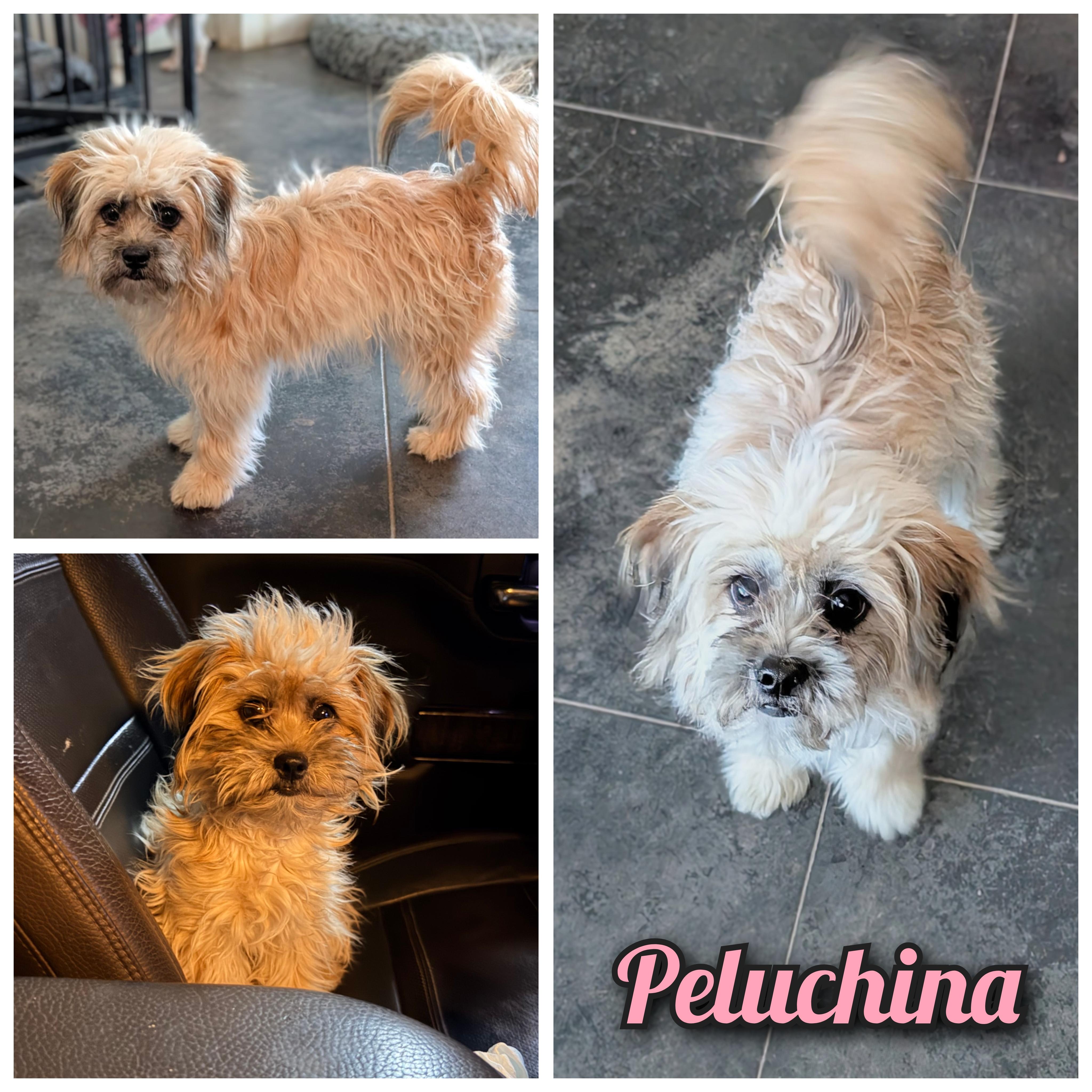 Peluchina , an adopted mixed breed in Hartford , CT image 1/6