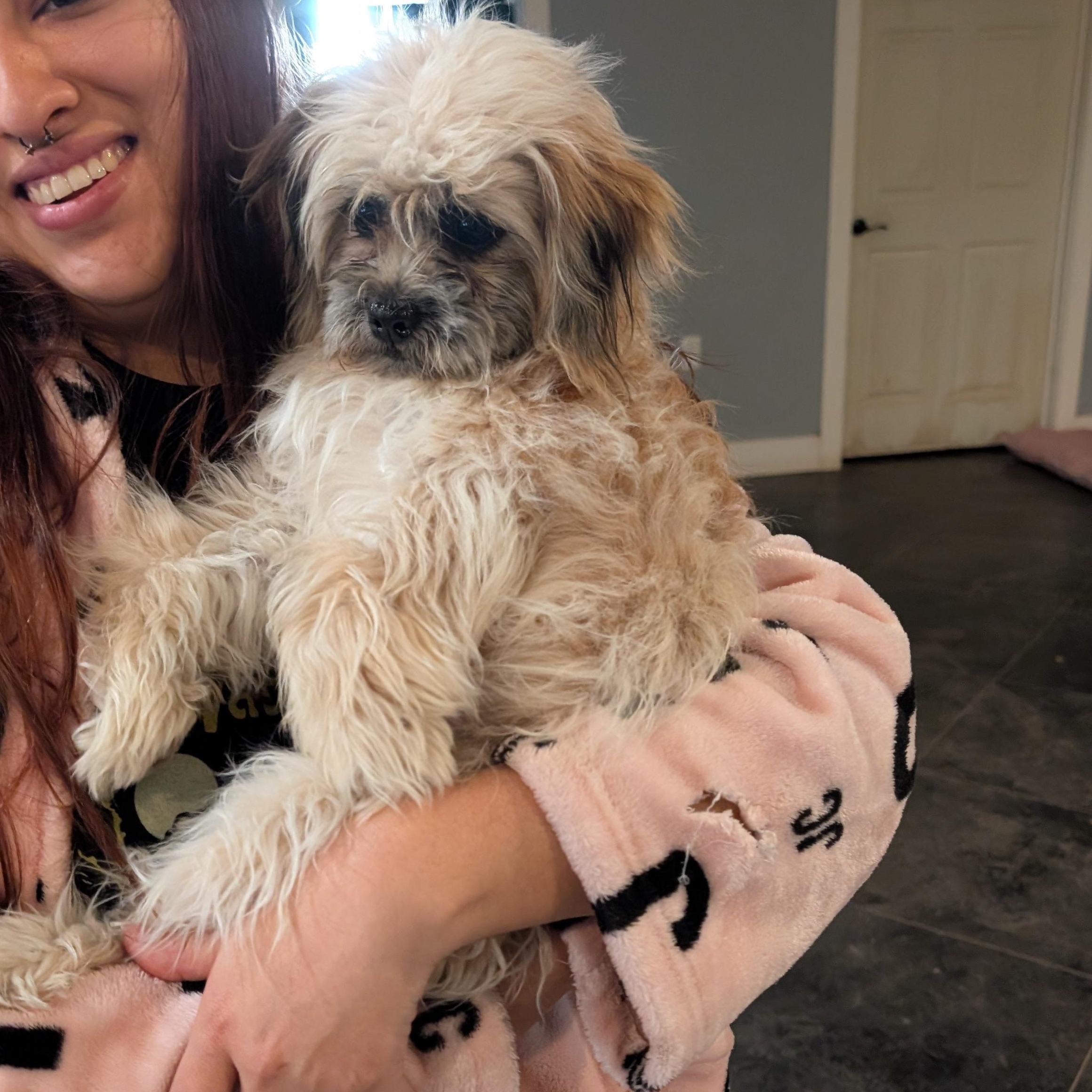 Peluchina , an adopted mixed breed in Hartford , CT image 3/6